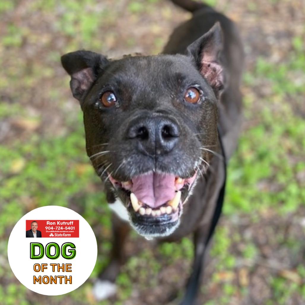 Houdini, a Adoptable Mixed Breed in Jacksonville, FL image 4/6