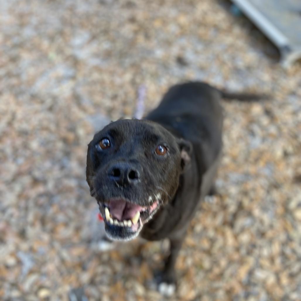 Enlarge Houdini, a Adoptable Mixed Breed in Jacksonville, FL image 4/6