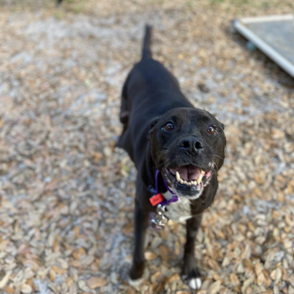 Enlarge Houdini, a Adoptable Mixed Breed in Jacksonville, FL image 5/6