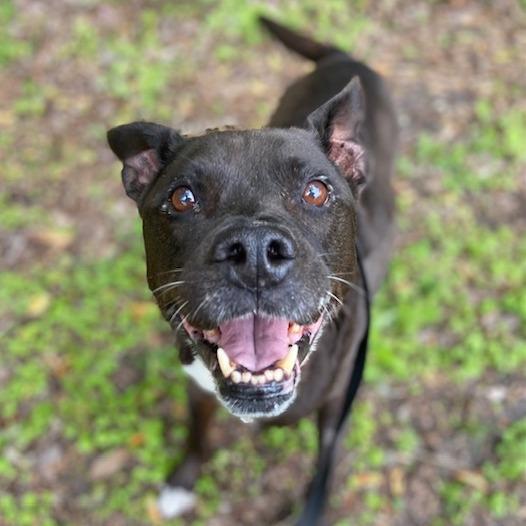 Enlarge Houdini, a Adoptable Mixed Breed in Jacksonville, FL image 6/6