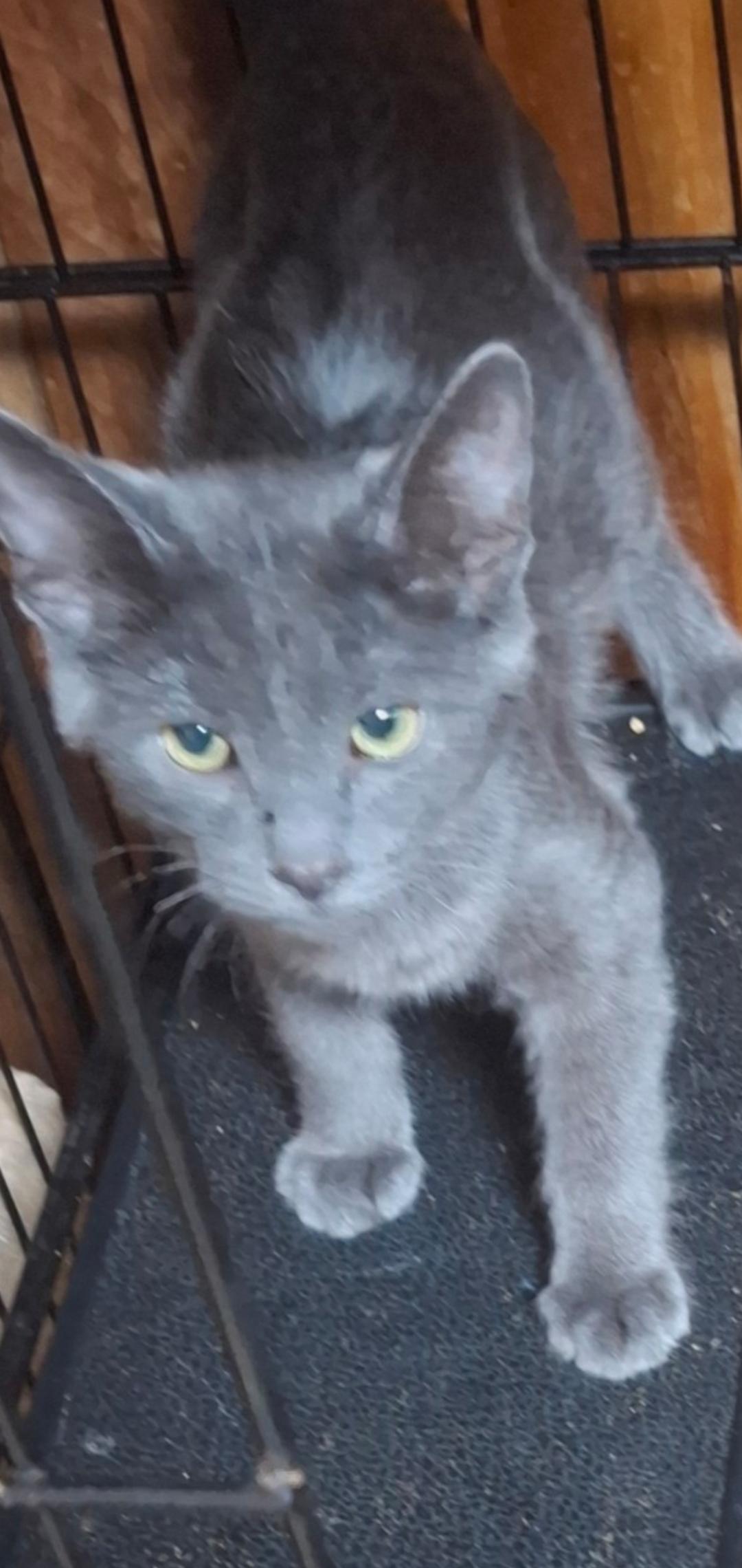 Enlarge Huston, a Adopted Russian Blue in Muncie, IN image 1/1
