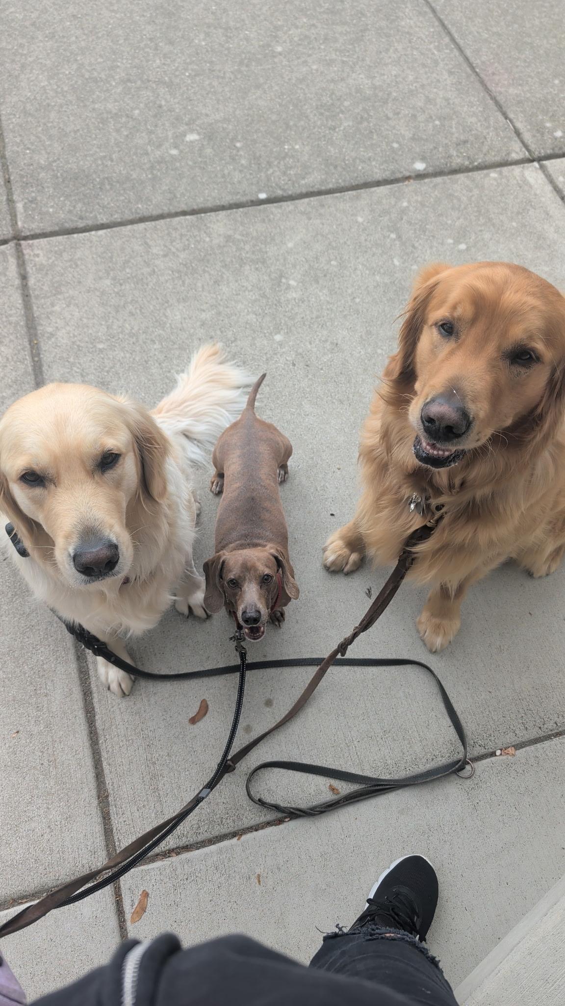 Enlarge Yoda, a Adopted Dachshund in Olympia, WA image 2/6
