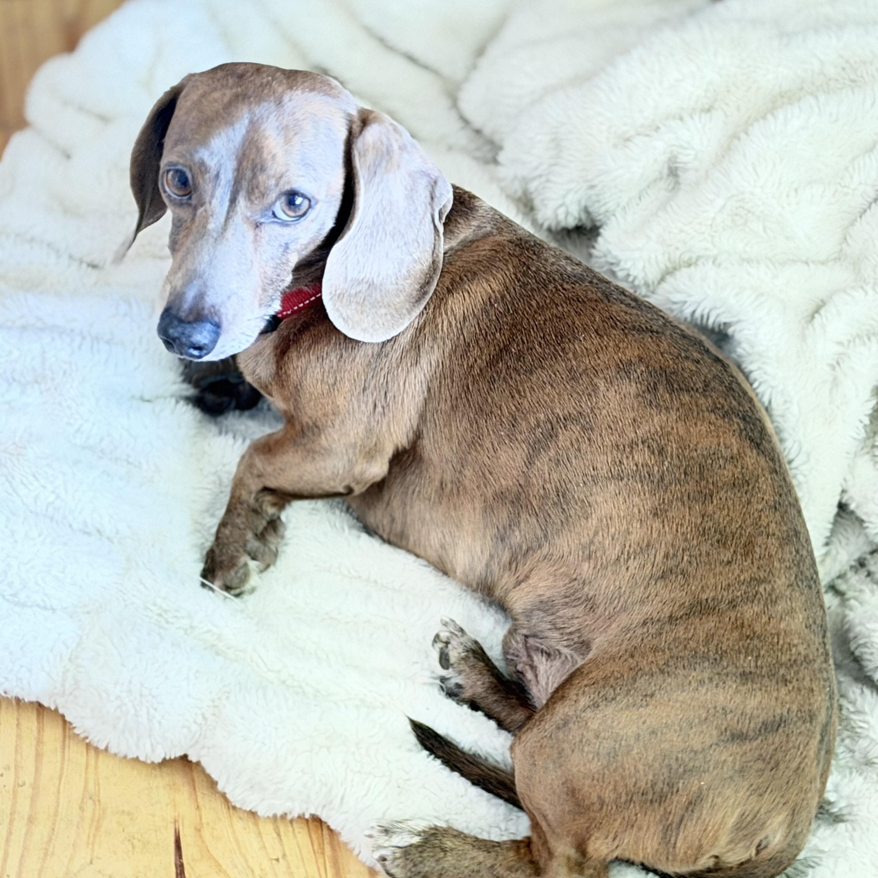 Enlarge Yoda, a Adopted Dachshund in Olympia, WA image 5/6