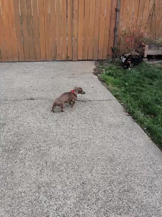 Enlarge Yoda, a Adopted Dachshund in Olympia, WA video 6/6
