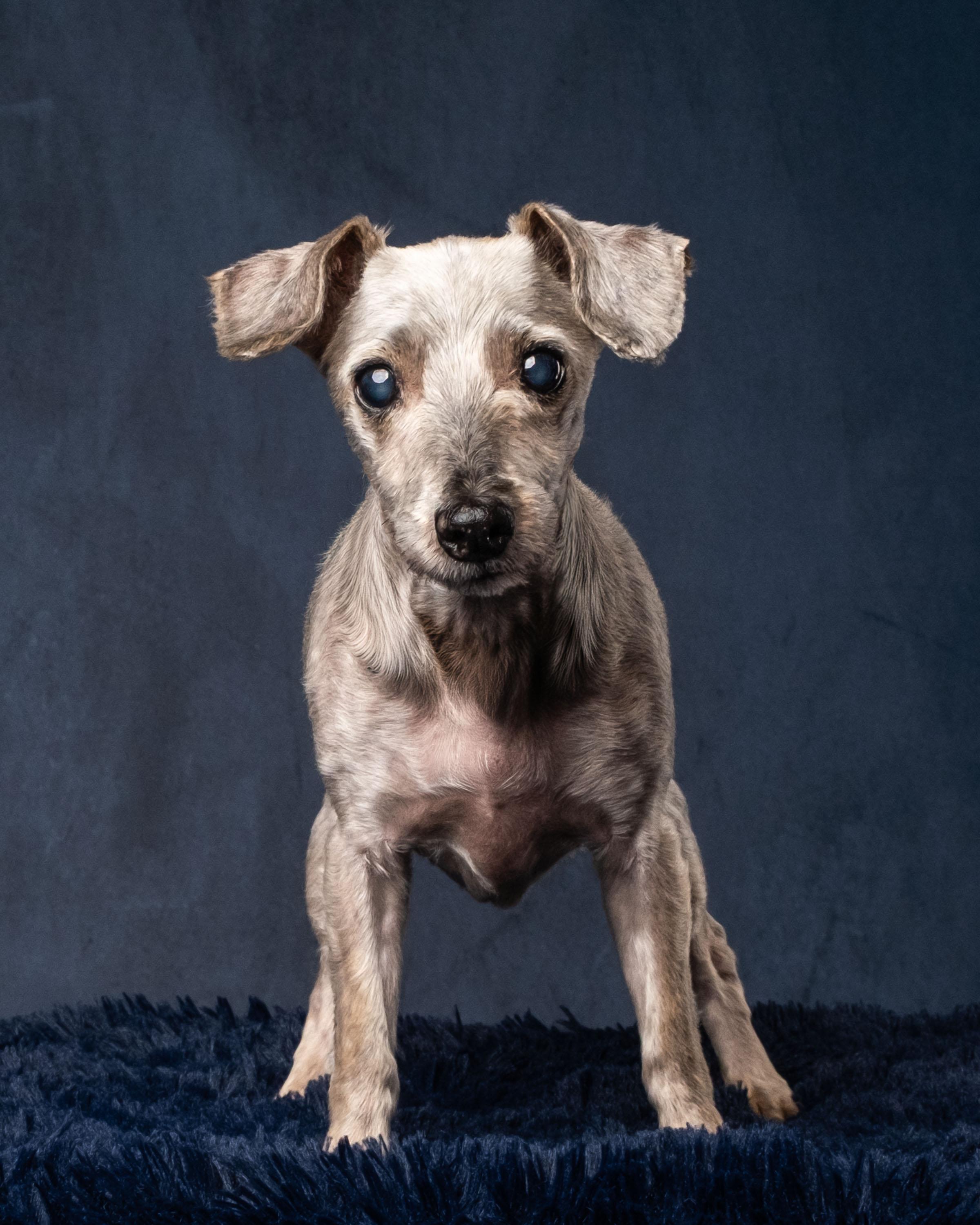 Enlarge Lola, a Adoptable mixed breed in Aiken, SC image 3/5