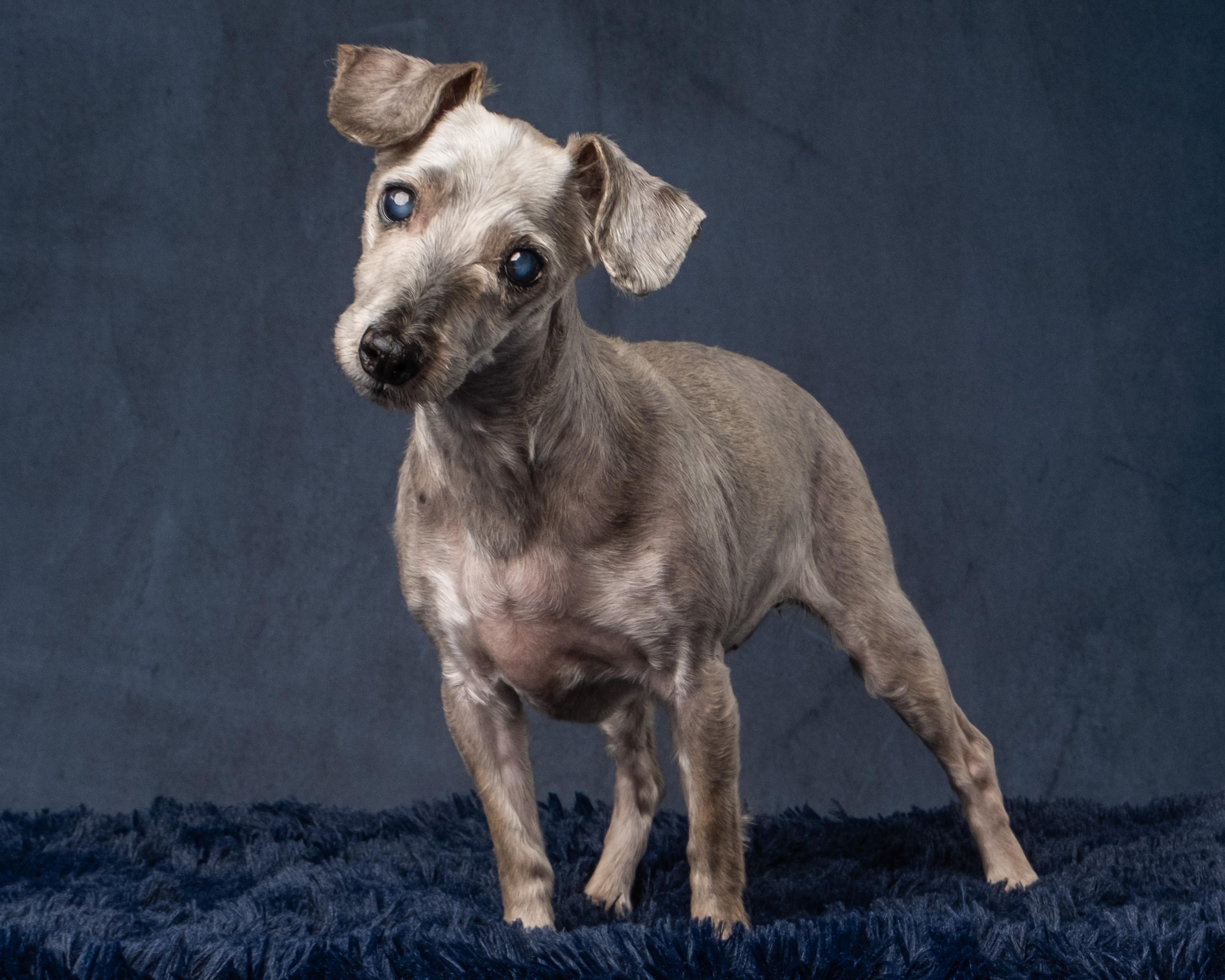 Enlarge Lola, a Adoptable mixed breed in Aiken, SC image 4/5