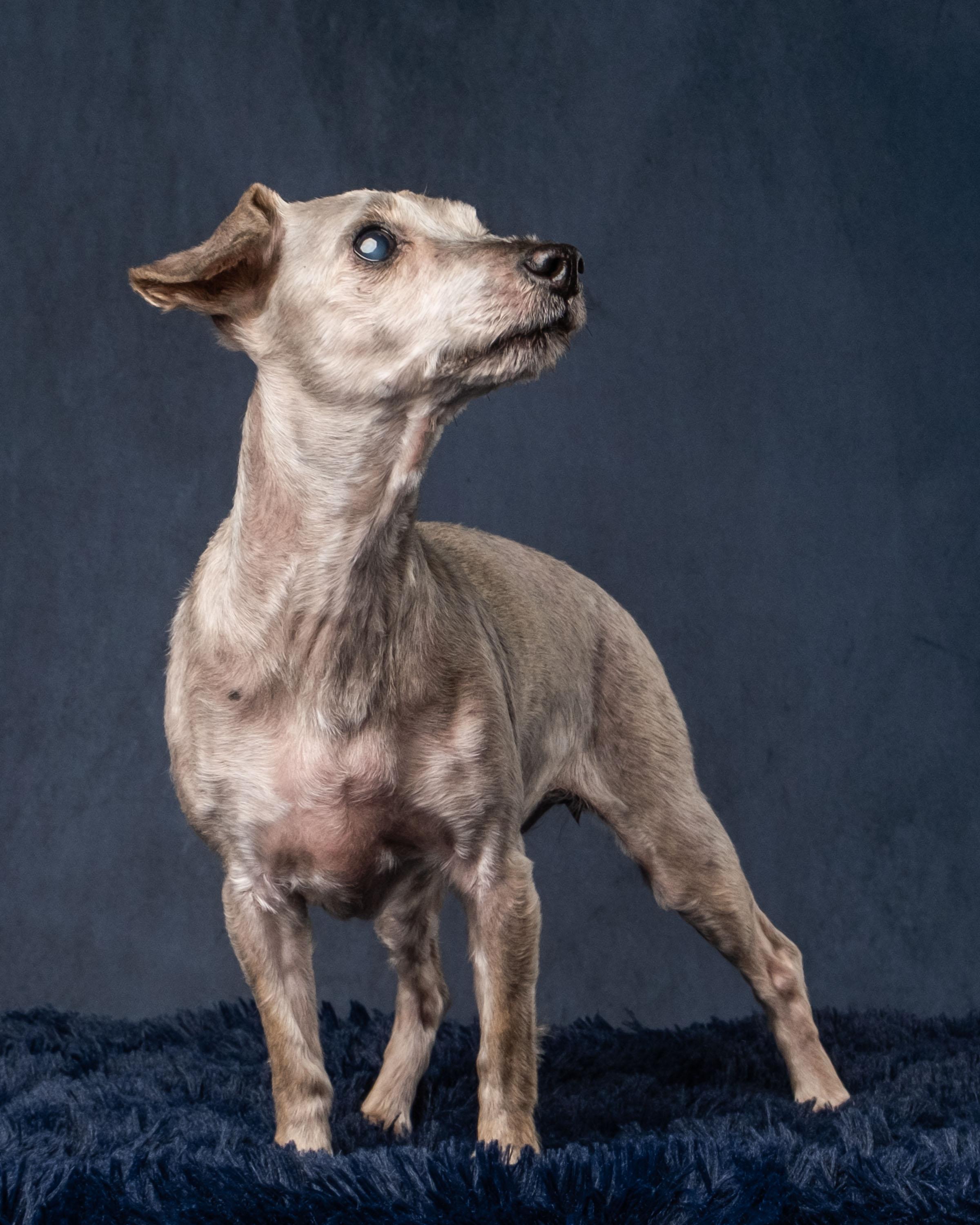 Lola, Adoptable, Senior Female Shih Tzu & Poodle.