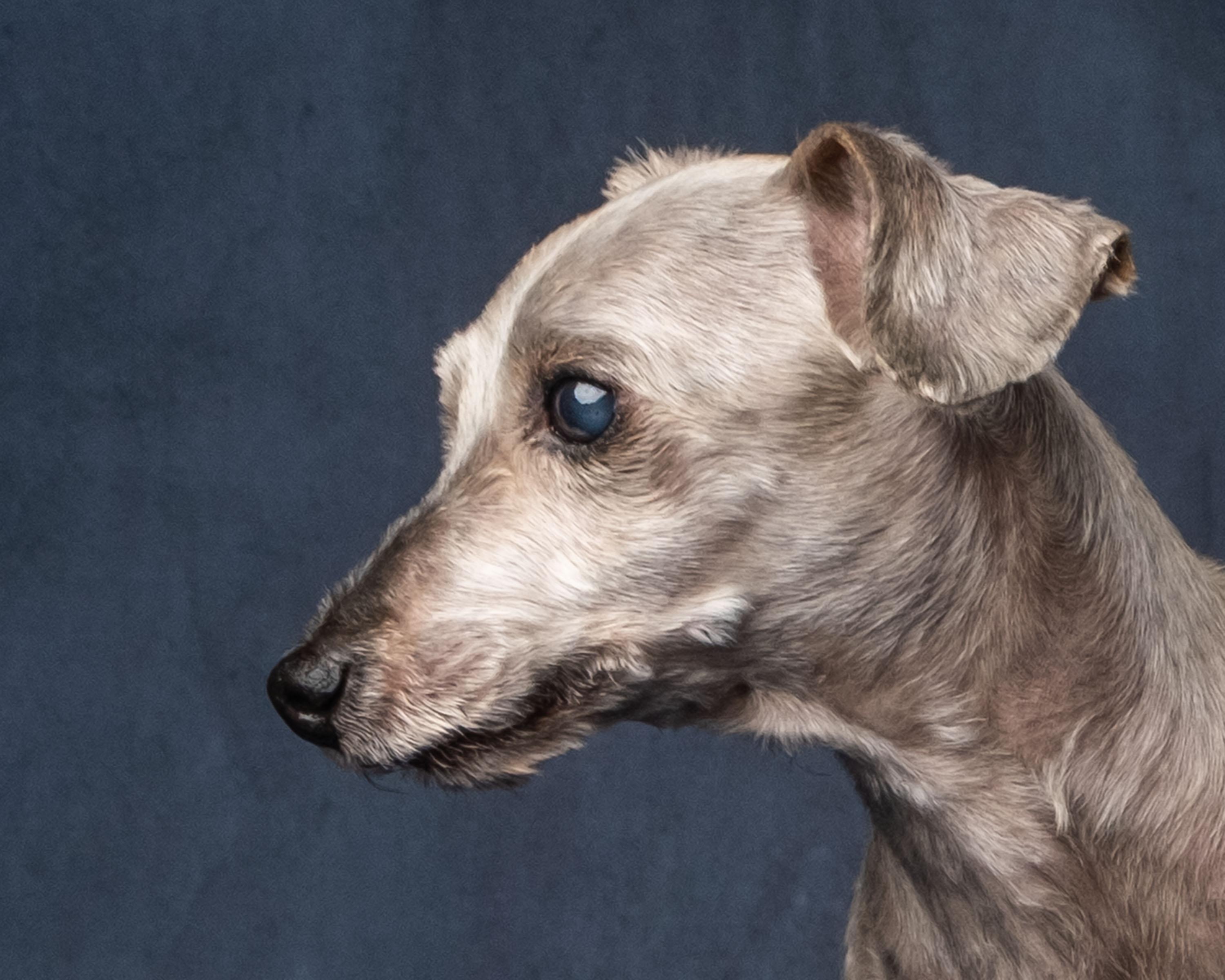 Enlarge Lola, a Adoptable mixed breed in Aiken, SC image 5/5