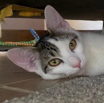 Lili (and Jack), Adopted, Adult Female Domestic Short Hair.