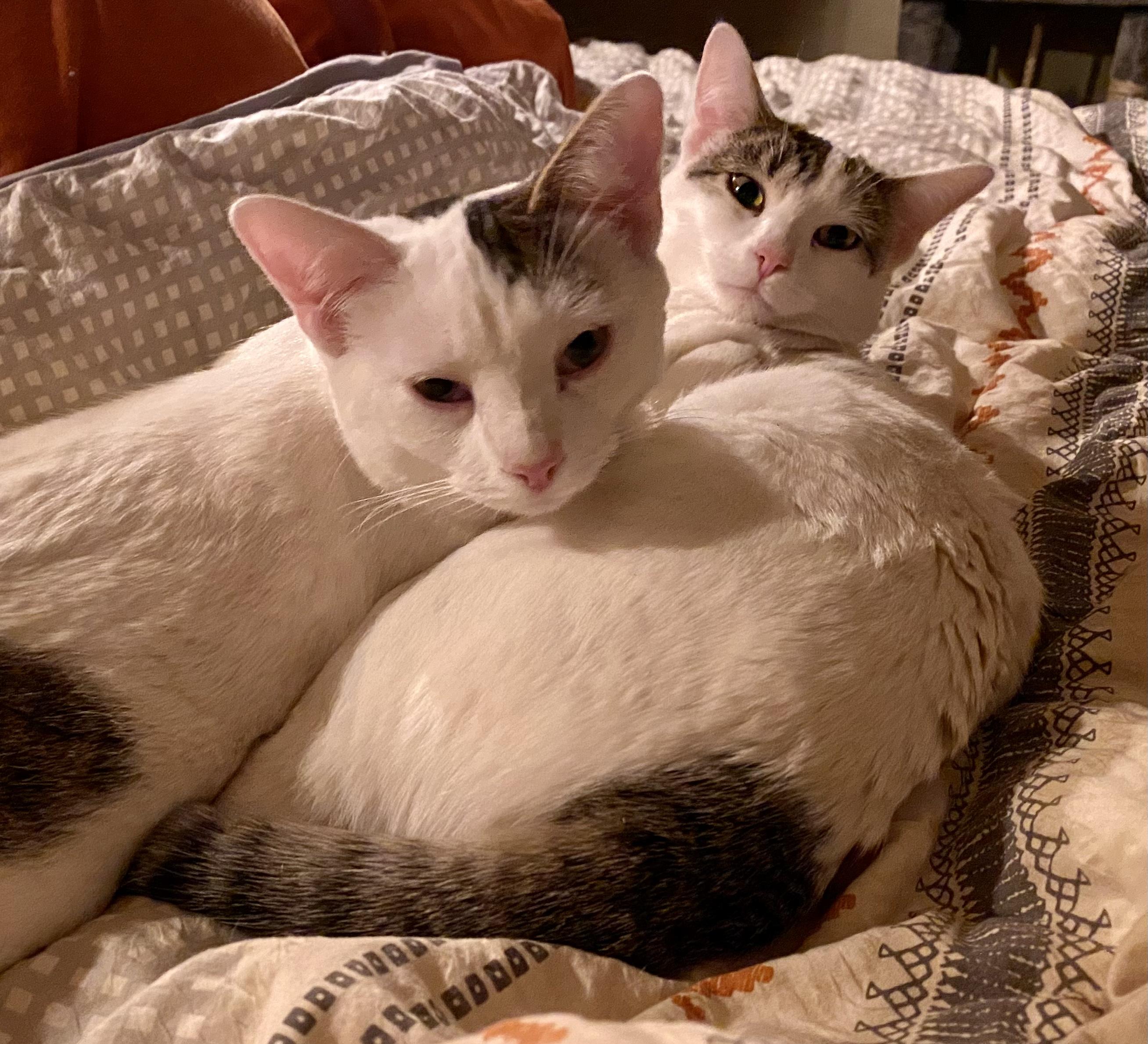 Enlarge Lili (and Jack), a Adopted mixed breed in Santa Fe, NM image 2/3