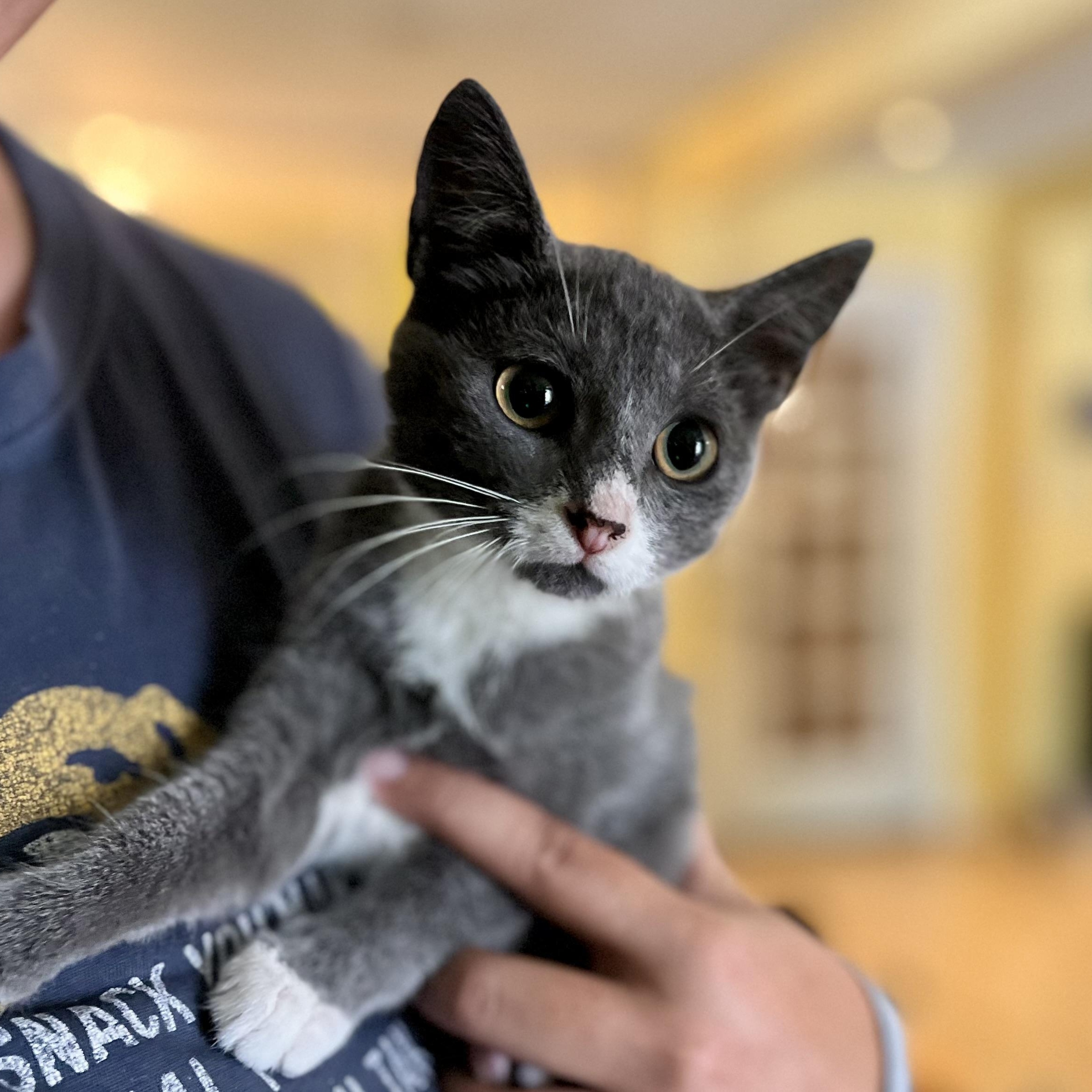 Enlarge Casper, a Adoptable Domestic Short Hair in Greensboro, NC image 1/1