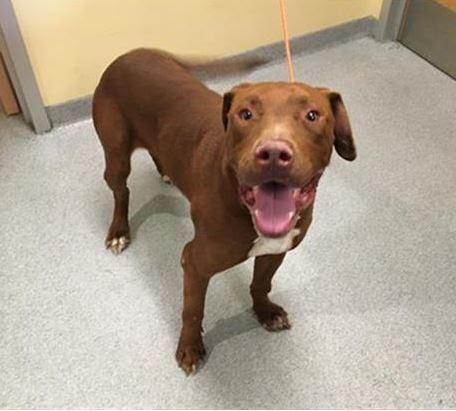 Teak, an adoptable Pit Bull Terrier, Labrador Retriever in Sturgeon Lake, MN, 55783 | Photo Image 5