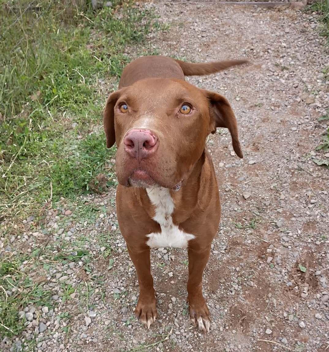 Teak, an adoptable Pit Bull Terrier, Labrador Retriever in Sturgeon Lake, MN, 55783 | Photo Image 2