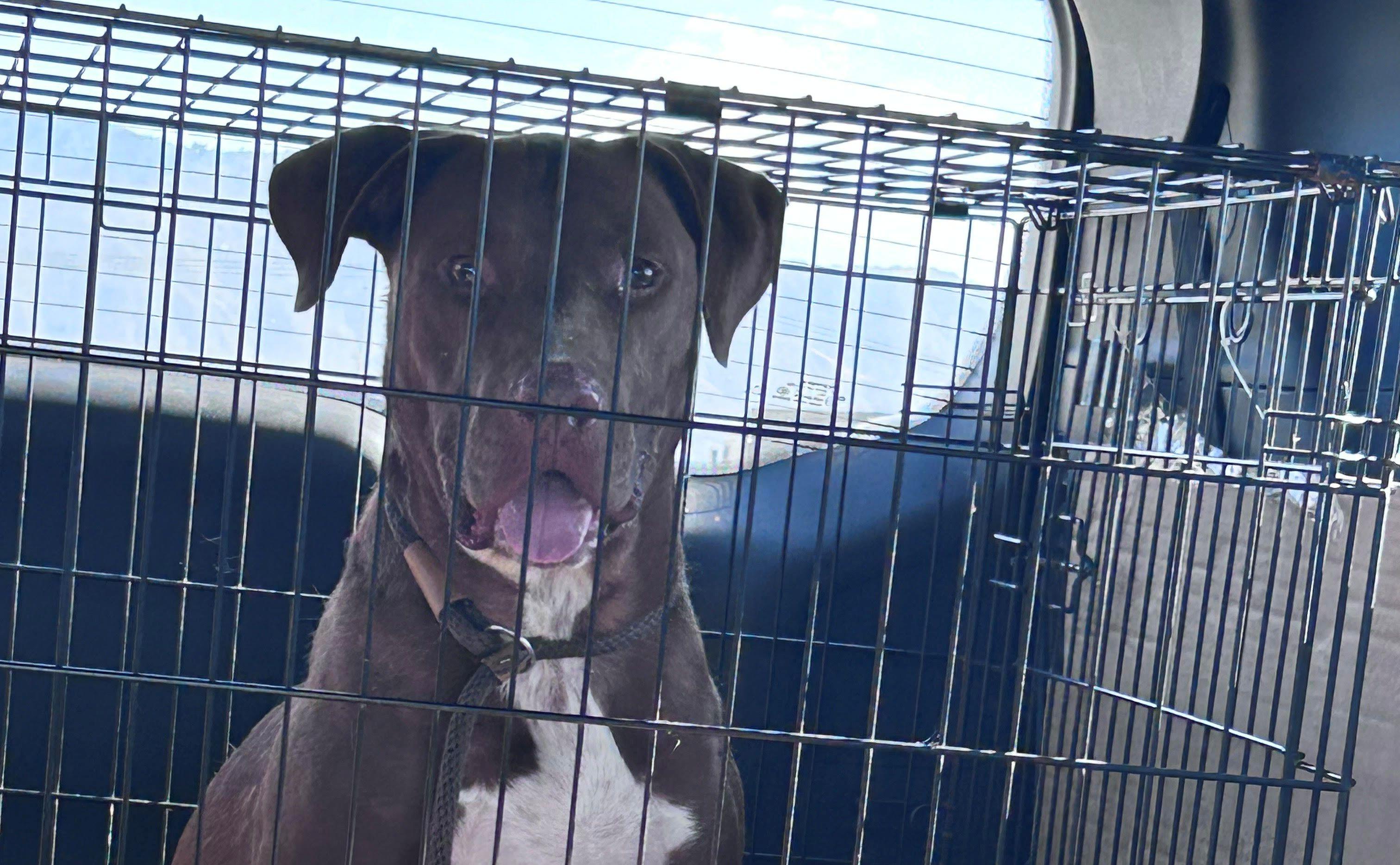 Teak, an adoptable Pit Bull Terrier, Labrador Retriever in Sturgeon Lake, MN, 55783 | Photo Image 4