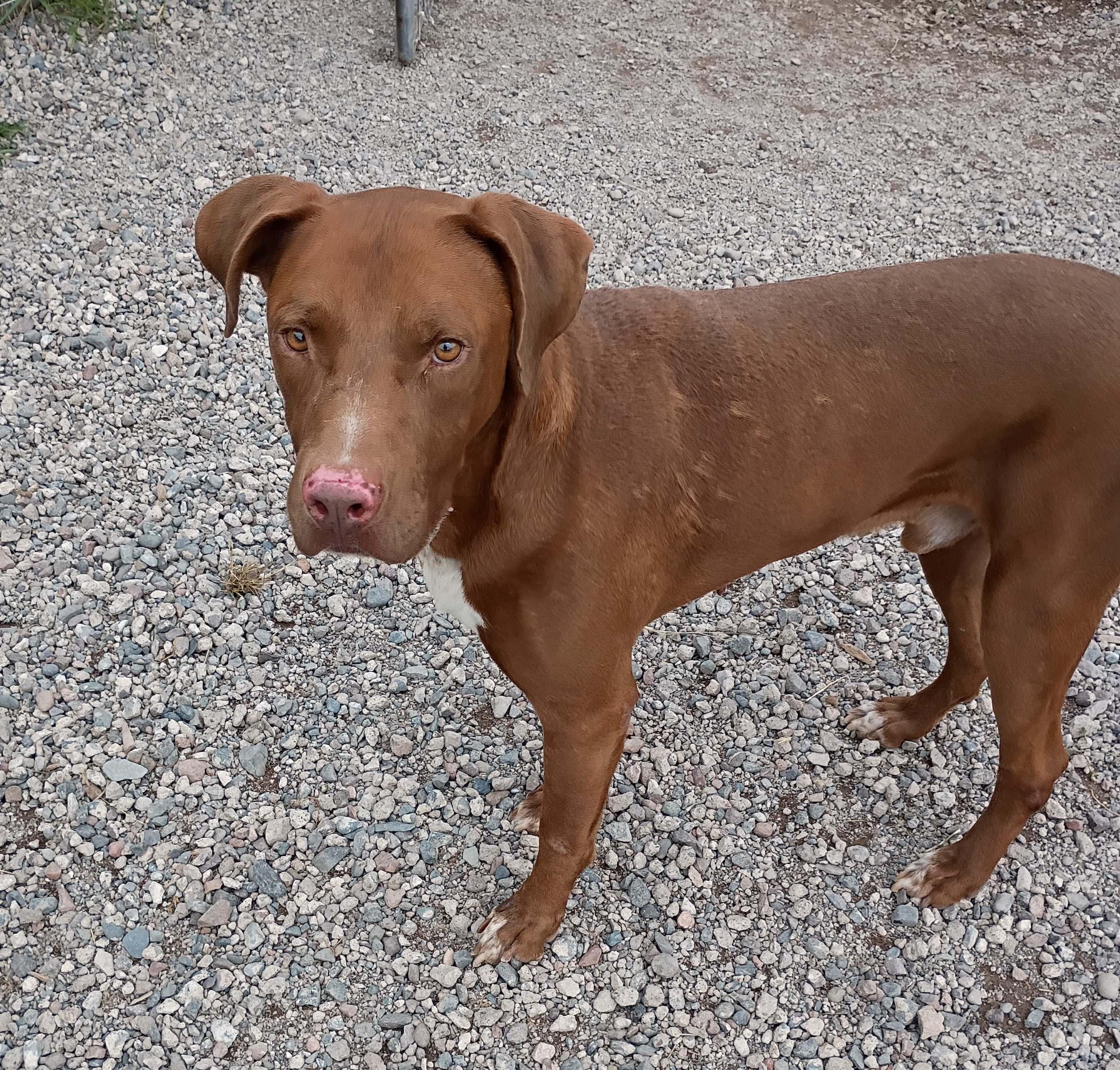 Teak, an adoptable Pit Bull Terrier, Labrador Retriever in Sturgeon Lake, MN, 55783 | Photo Image 3
