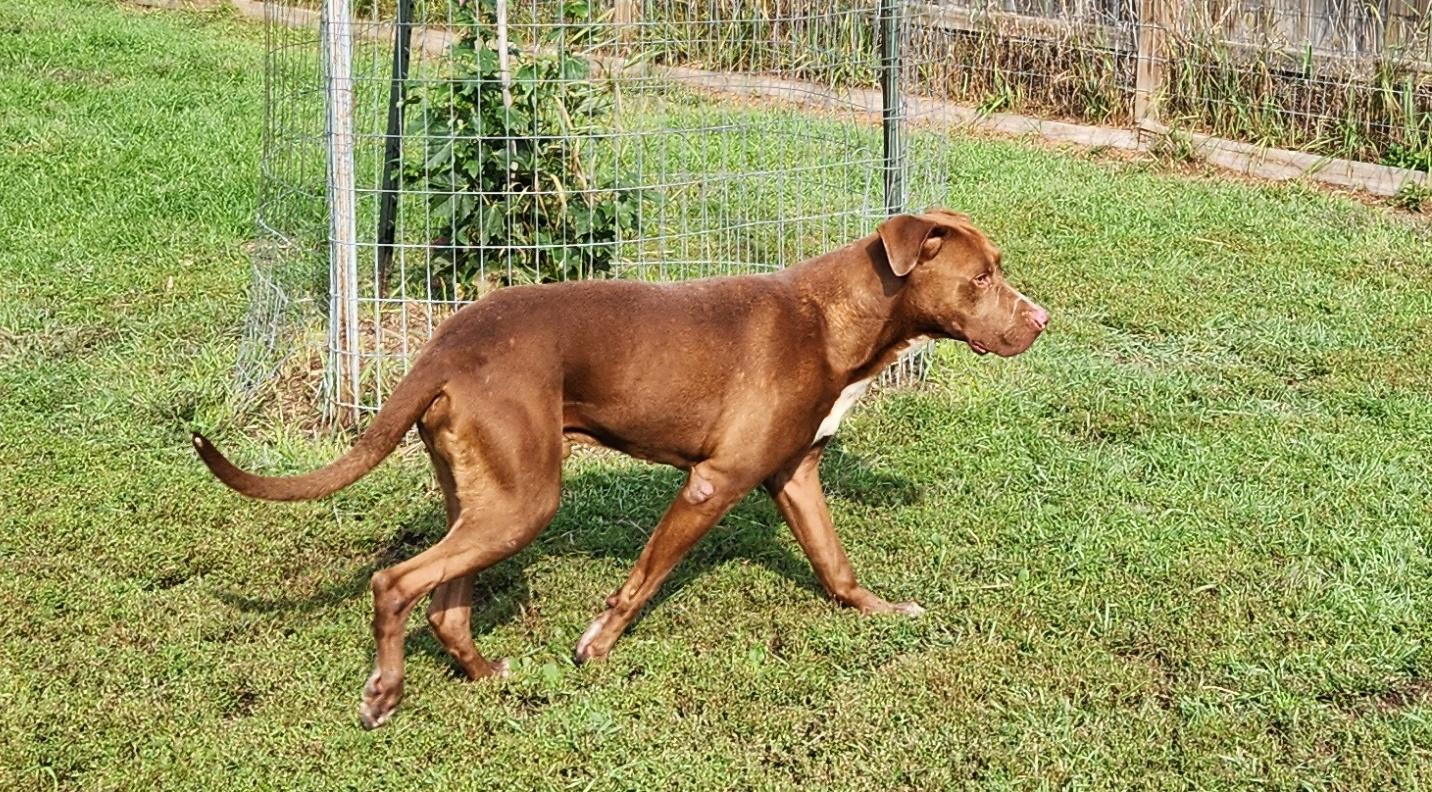 Teak, an adoptable Pit Bull Terrier, Labrador Retriever in Sturgeon Lake, MN, 55783 | Photo Image 1