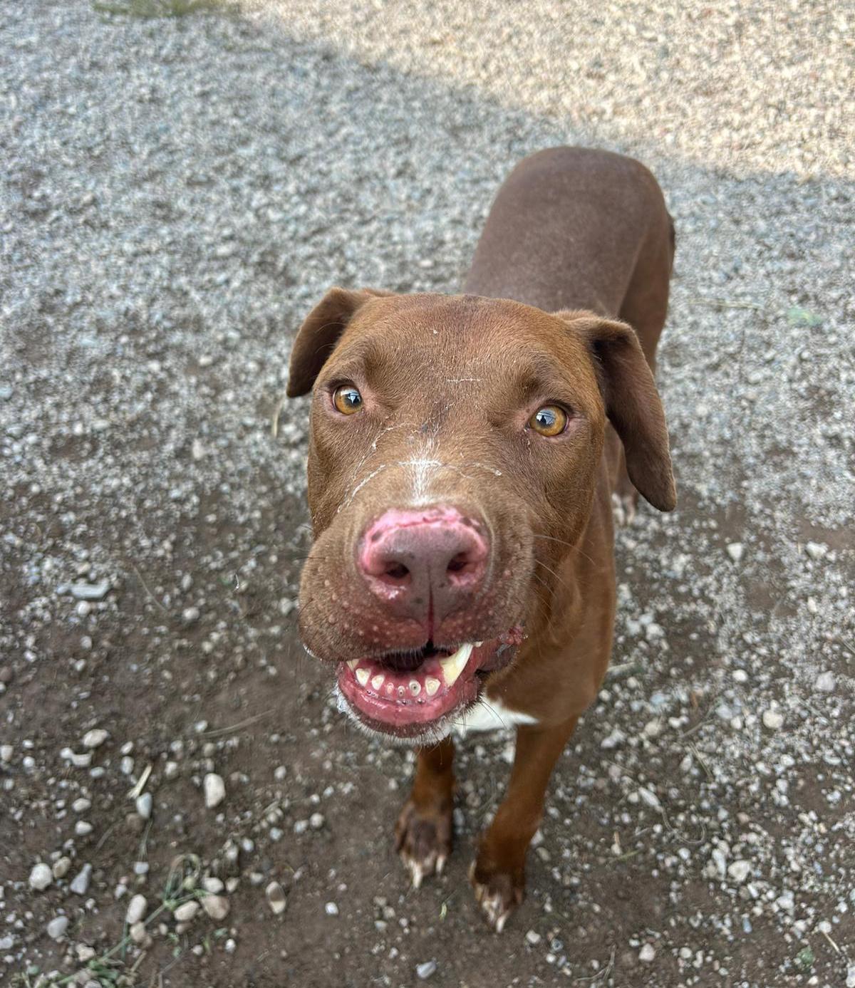 Teak, an adoptable Pit Bull Terrier, Labrador Retriever in Sturgeon Lake, MN, 55783 | Photo Image 6