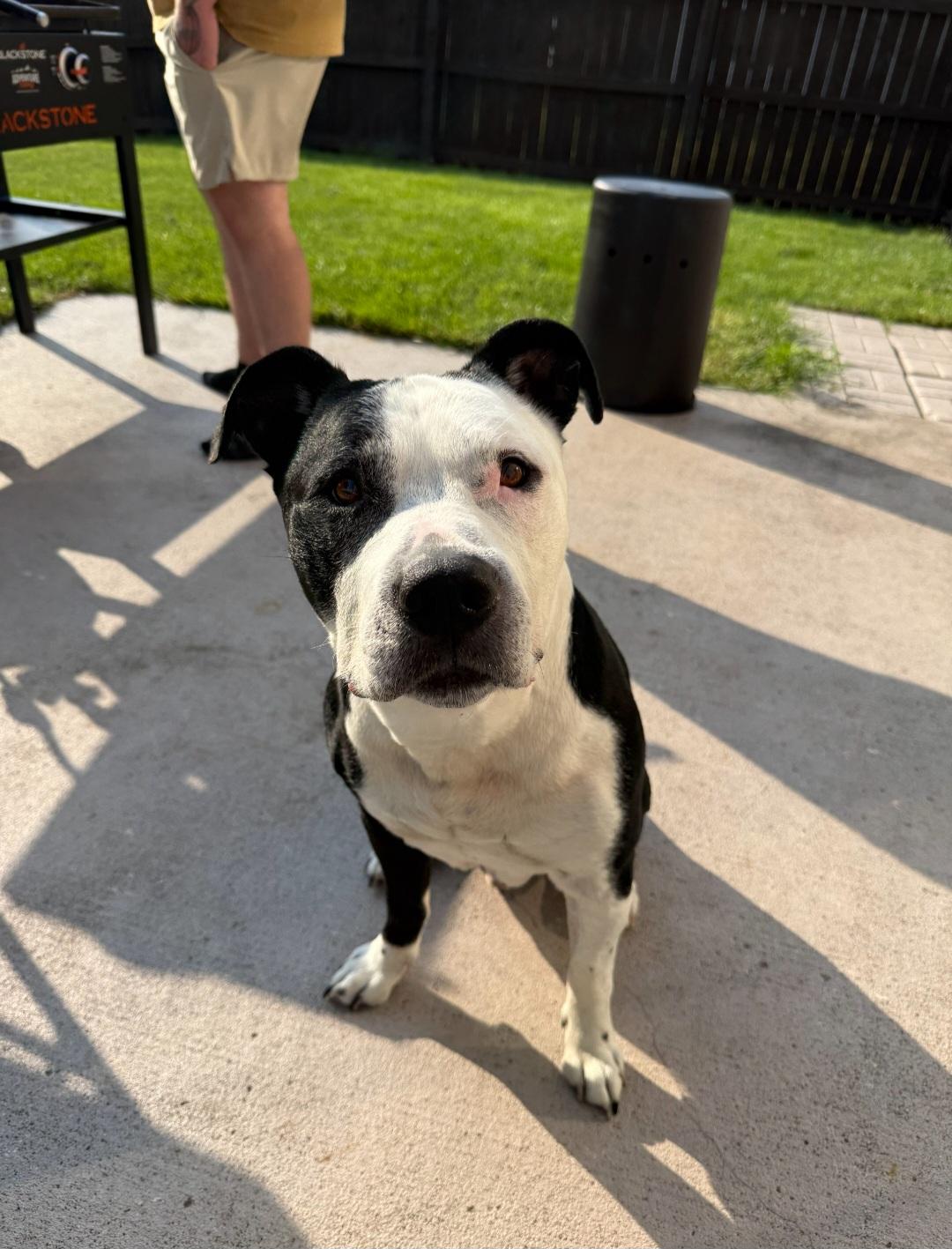 Enlarge Rasta, a ADOPTABLE Pit Bull Terrier in Lafayette, IN image 1/1