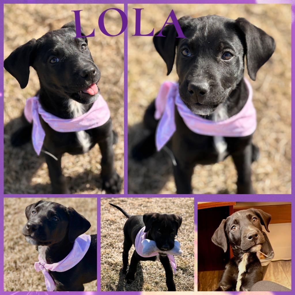 Lola, Adoptable, Puppy Female Black Labrador Retriever.