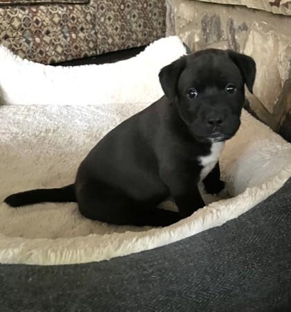 Enlarge Pauly, a Adoptable mixed breed in Cumming, GA image 1/3