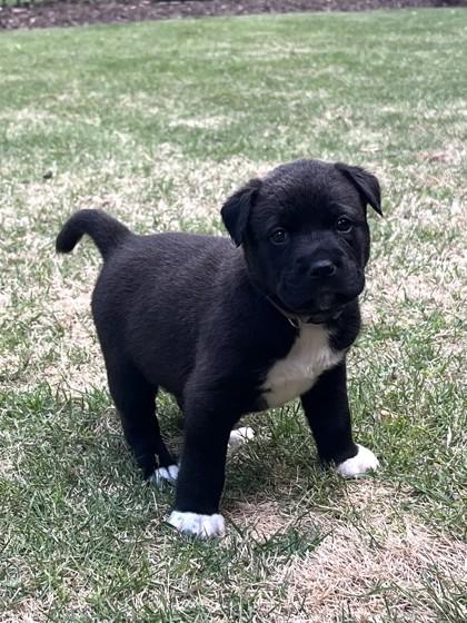 Enlarge Pauly, a Adoptable mixed breed in Cumming, GA image 2/3