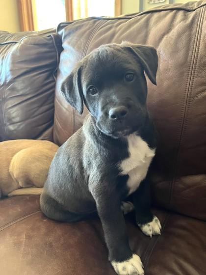 Enlarge Pauly, a Adoptable mixed breed in Cumming, GA image 3/3