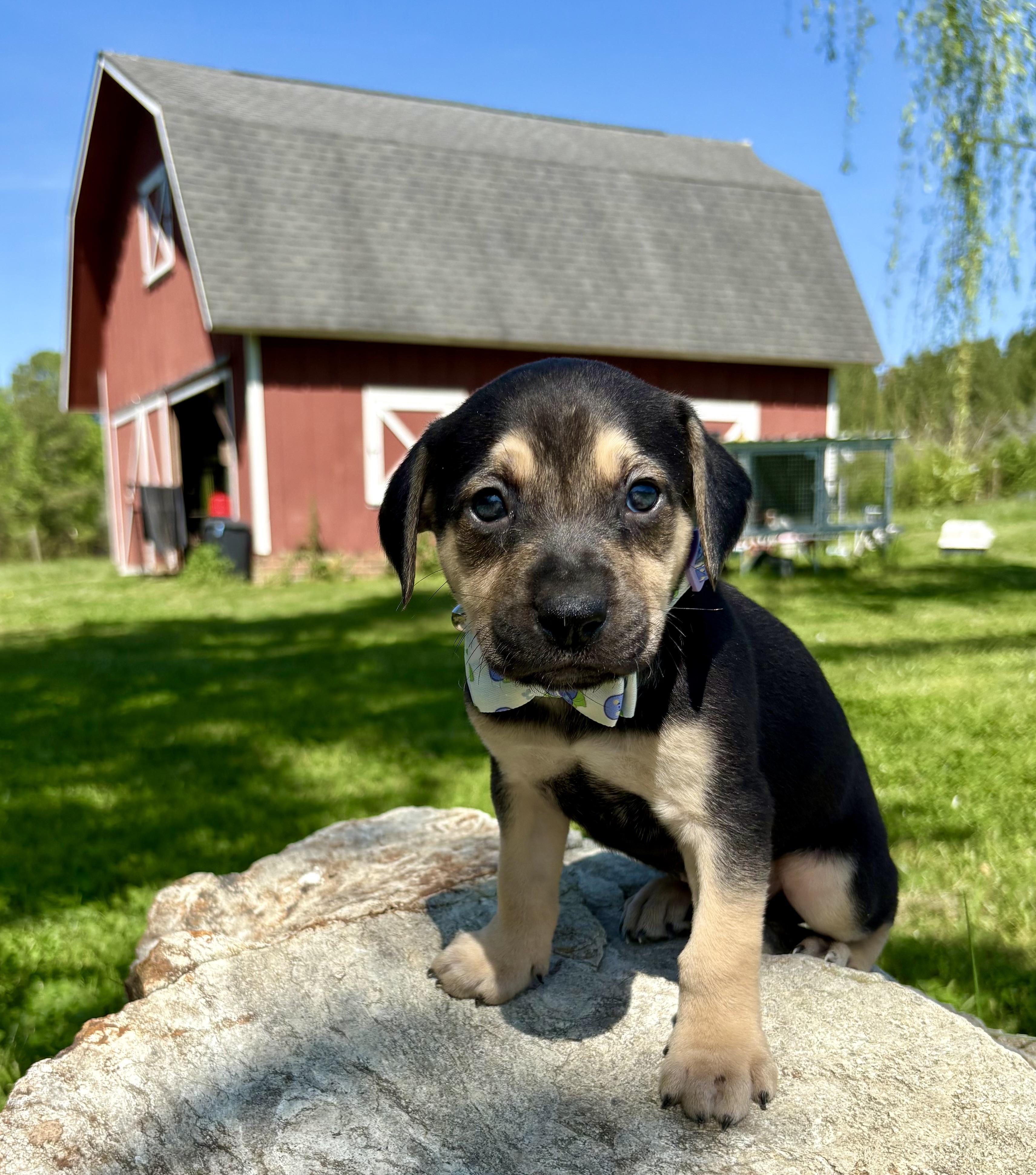 Enlarge Lucas, a ADOPTABLE mixed breed in Pittsboro, NC image 2/4