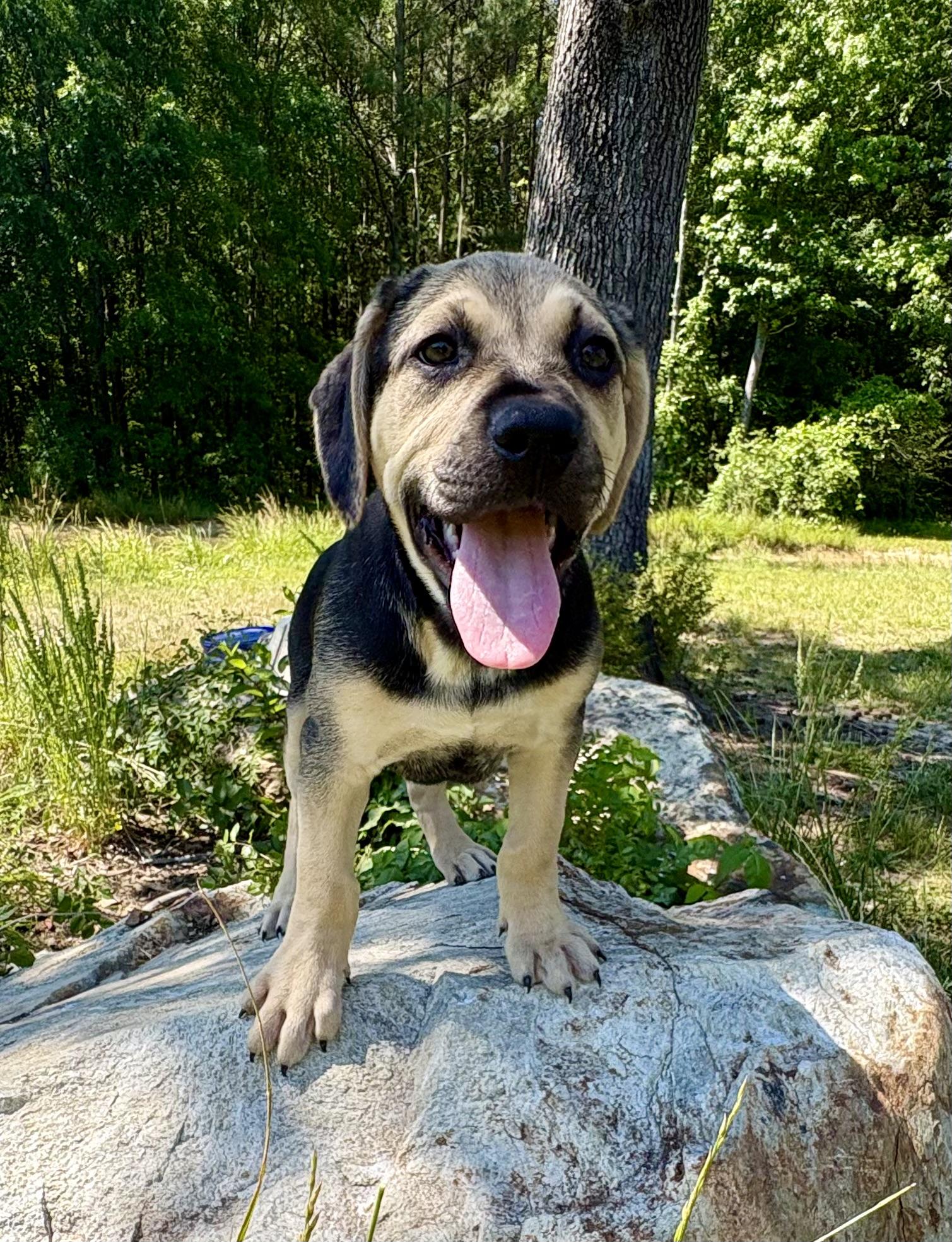 Lucas, a ADOPTABLE mixed breed in Pittsboro, NC image 5/6