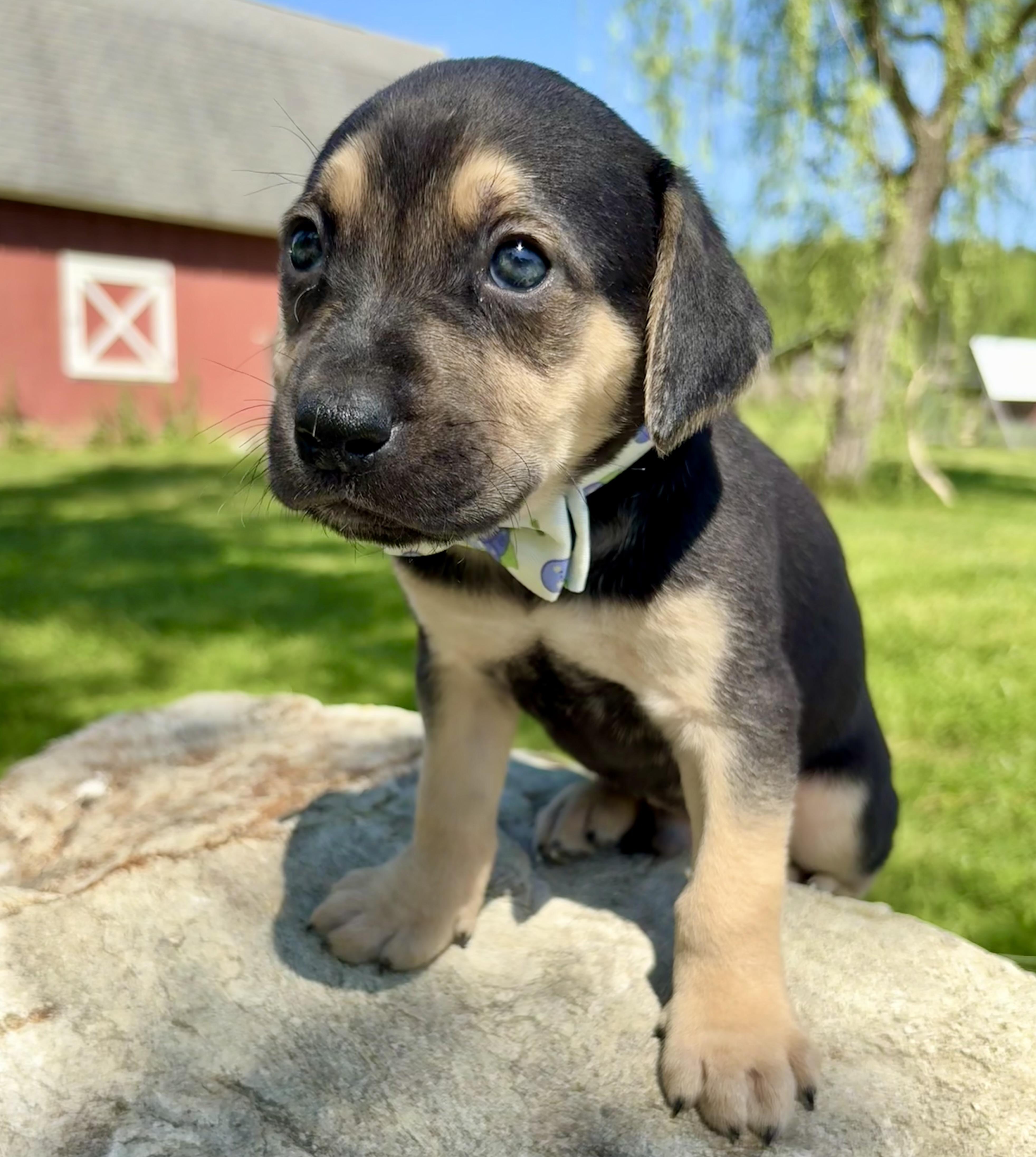 Lucas, ADOPTABLE, Puppy Male Retriever & Black and Tan Coonhound.
