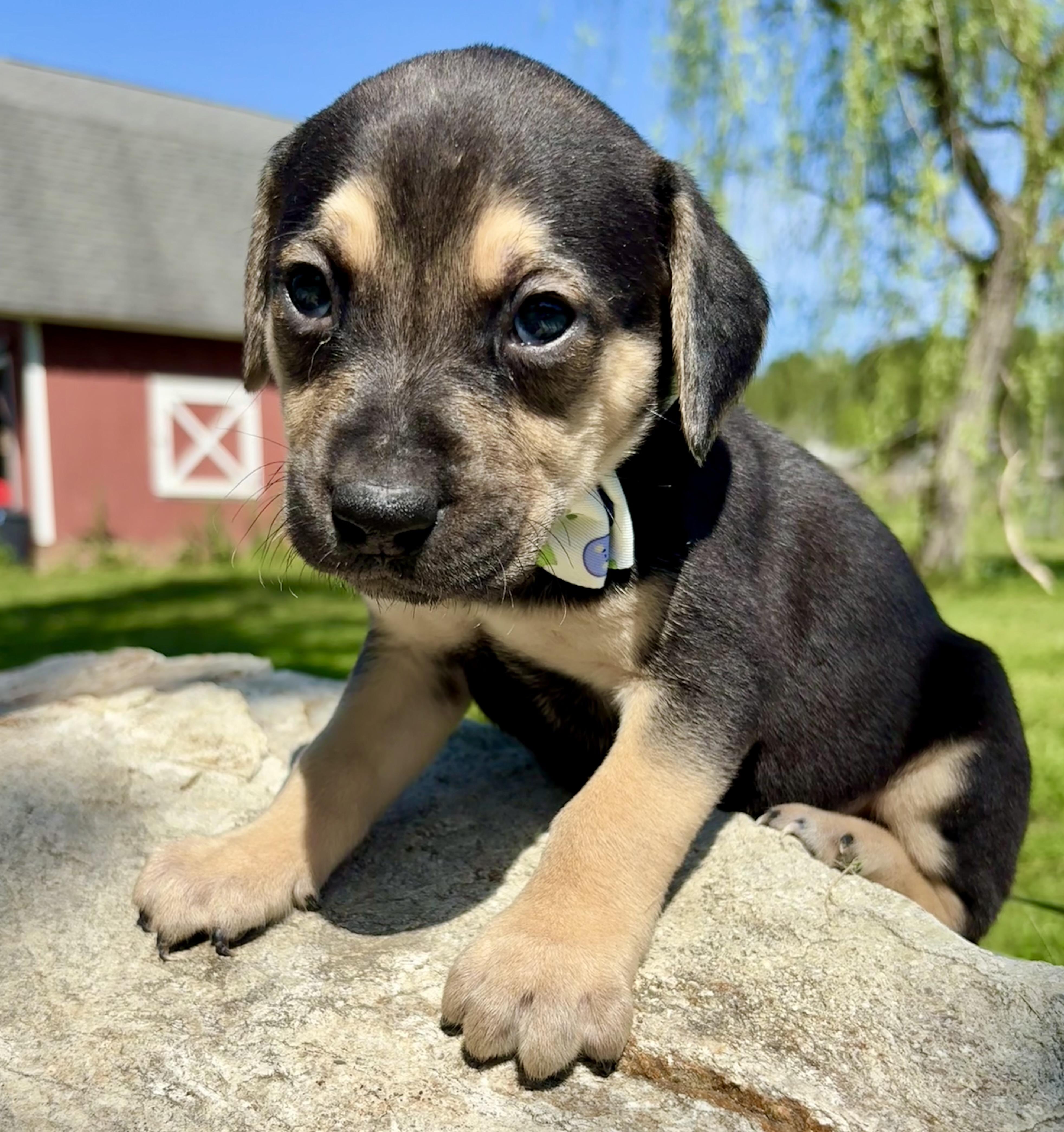Enlarge Lucas, a ADOPTABLE mixed breed in Pittsboro, NC image 3/4