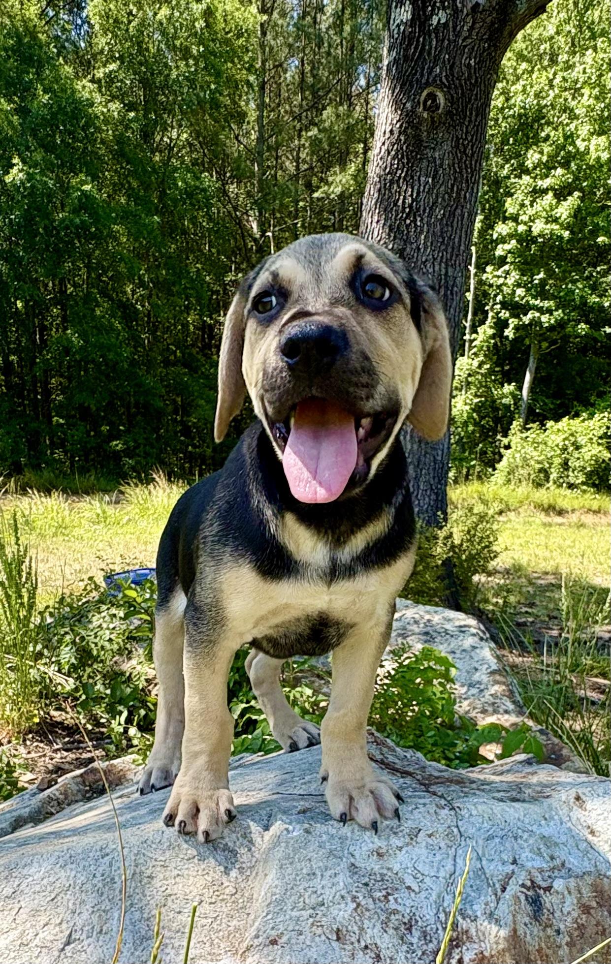 Lucas, a ADOPTABLE mixed breed in Pittsboro, NC image 3/6