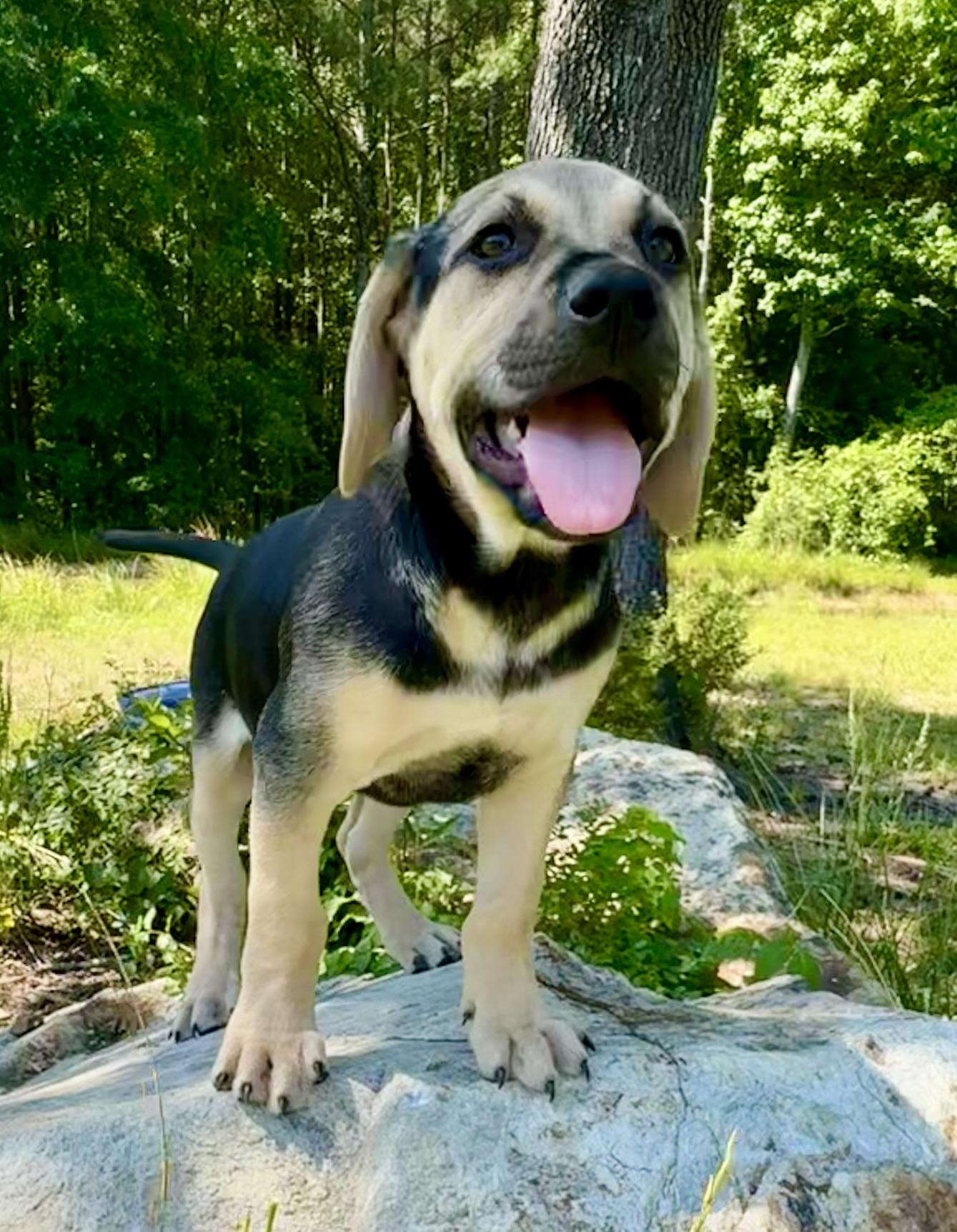 Lucas, a ADOPTABLE mixed breed in Pittsboro, NC image 1/6