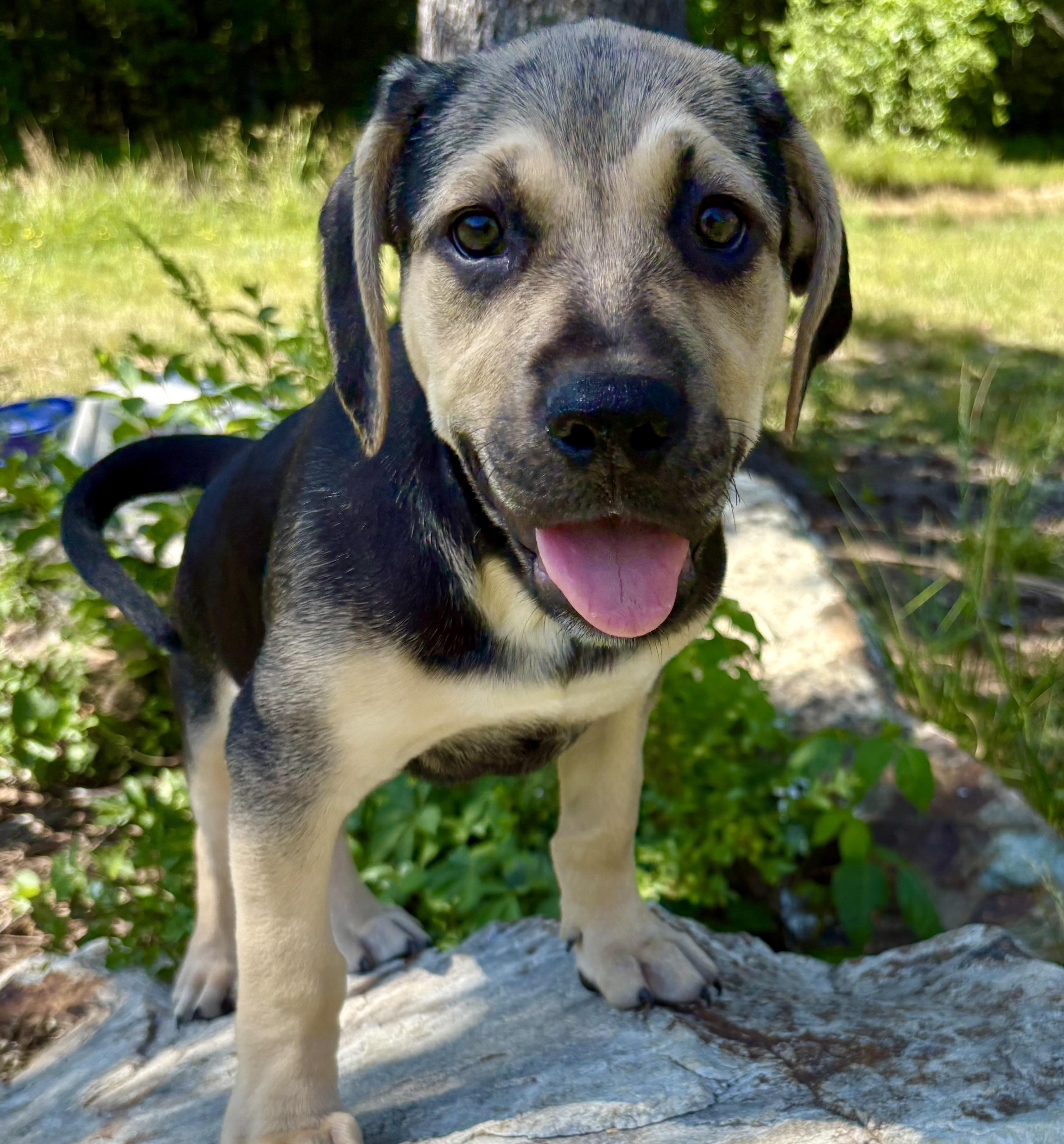 Lucas, a ADOPTABLE mixed breed in Pittsboro, NC image 2/6