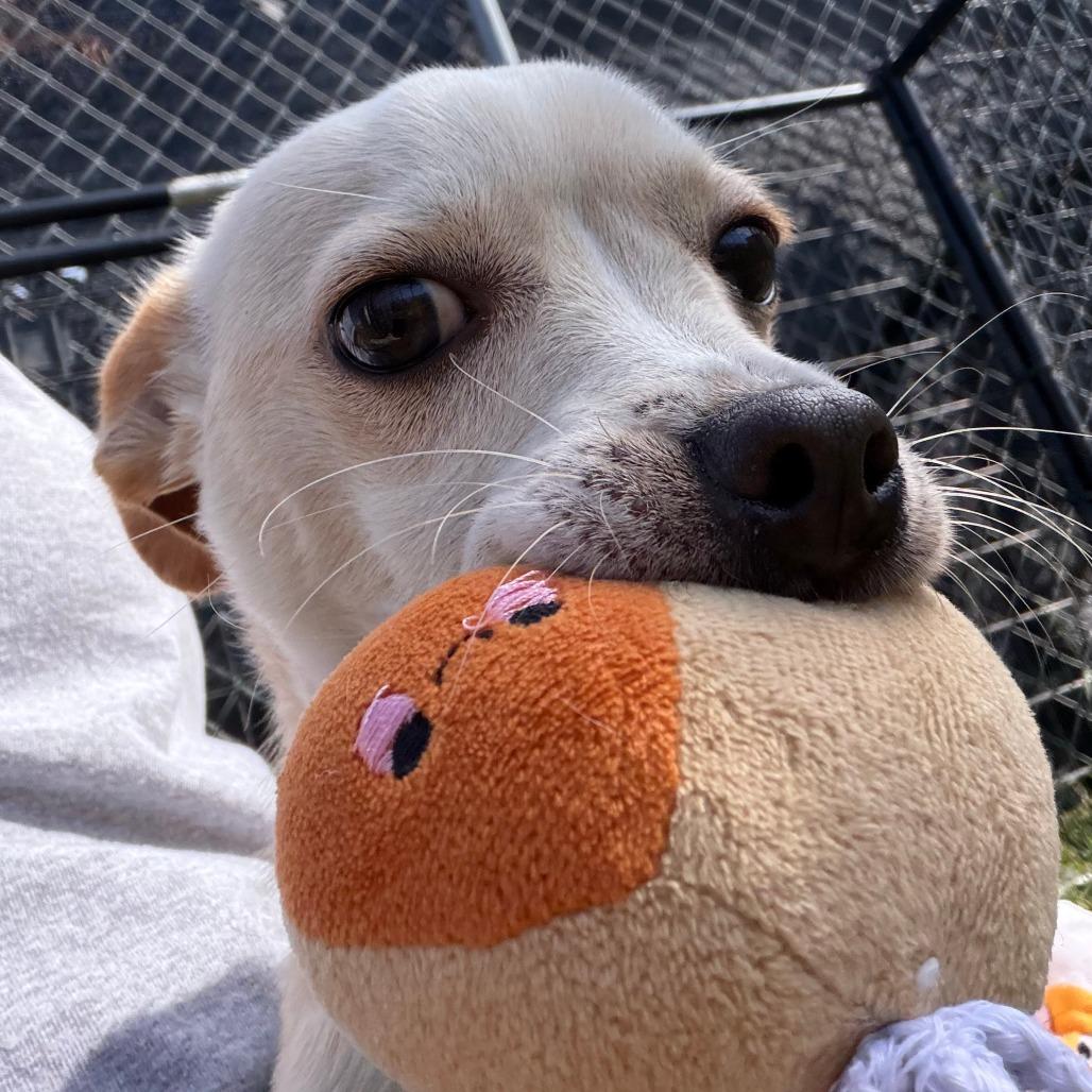 Asha, a Adoptable mixed breed in Wadena, MN image 1/3