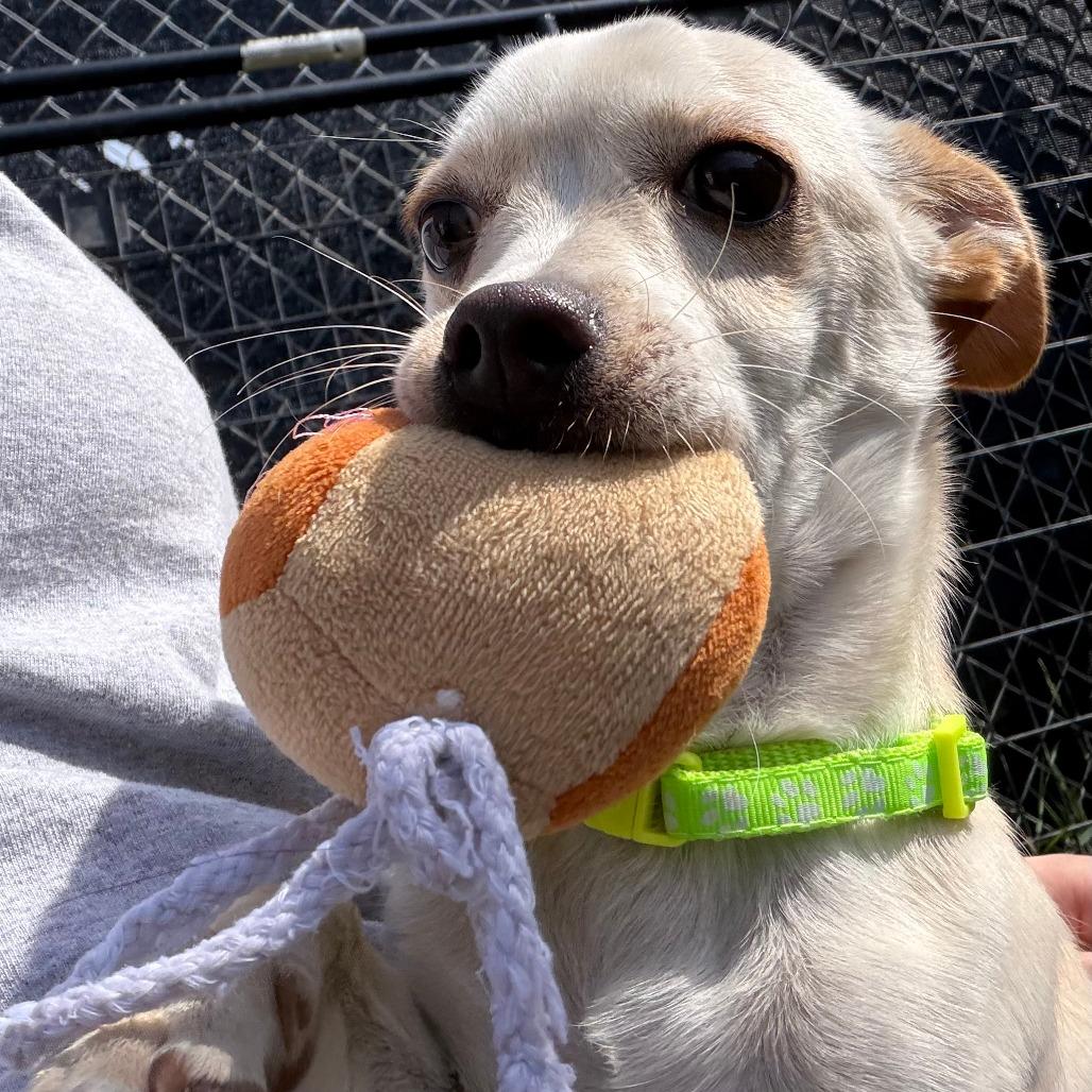Asha, a Adoptable mixed breed in Wadena, MN image 2/3