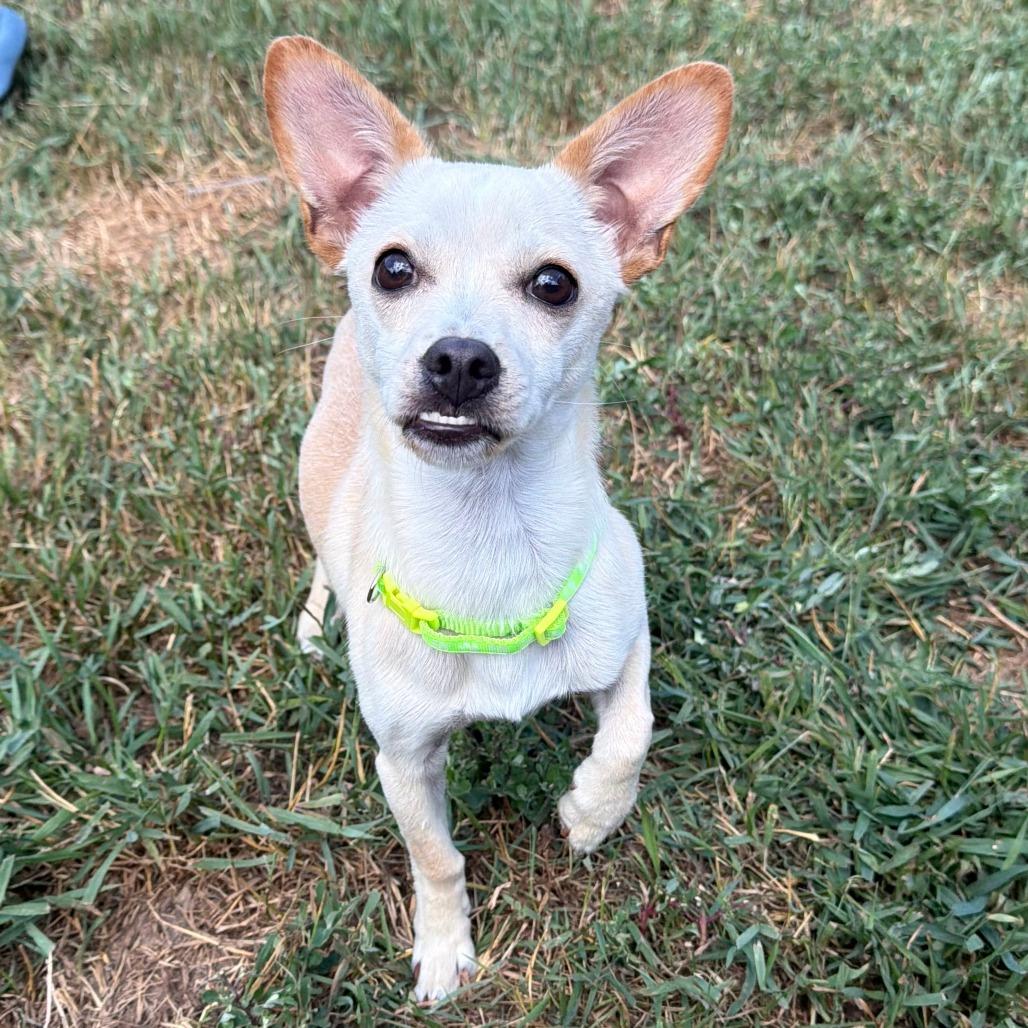 Asha, a Adoptable mixed breed in Wadena, MN image 3/3