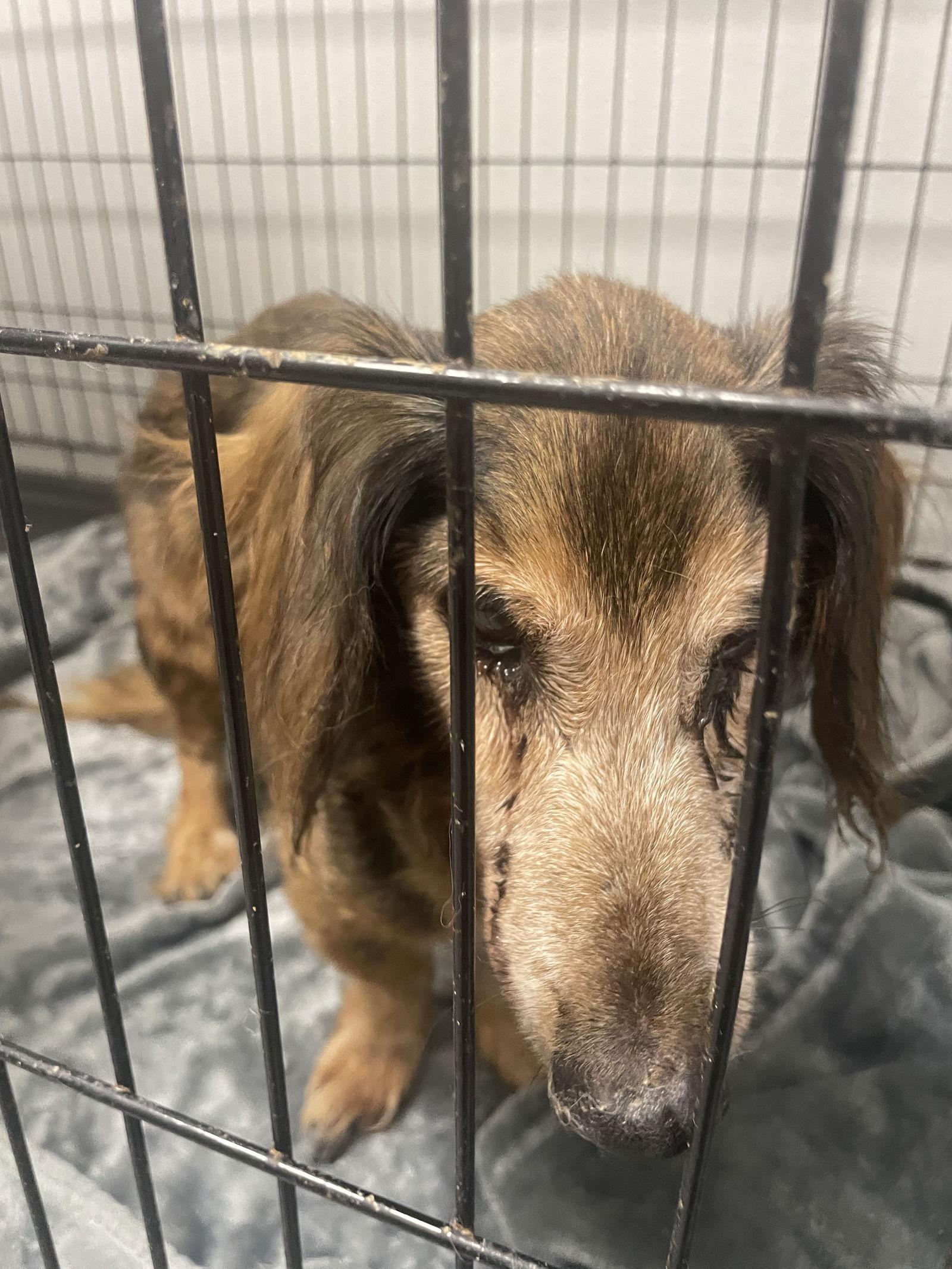 Enlarge Sam, a Adopted Dachshund in Austin, TX image 1/2