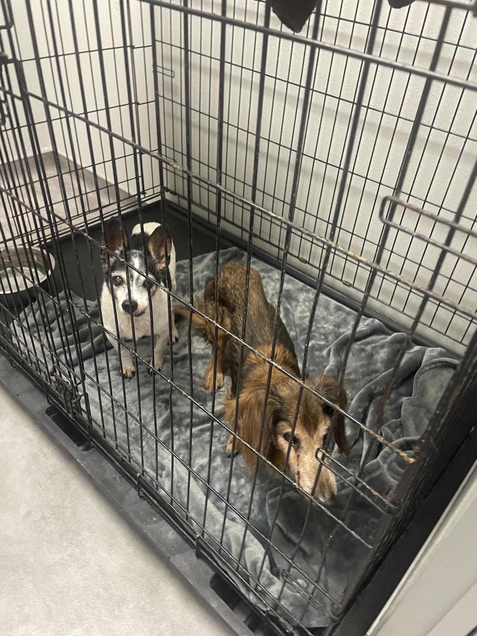 Enlarge Sam, a Adopted Dachshund in Austin, TX image 2/2