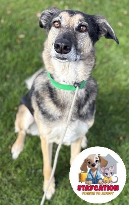 Bella, Adoptable, Adult Female Shepherd & Mixed Breed.