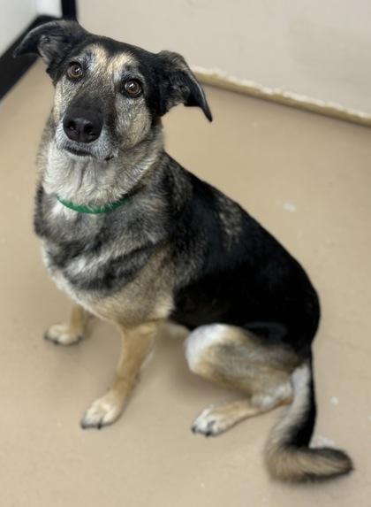 Bella, Adoptable, Adult Female Shepherd & Mixed Breed.