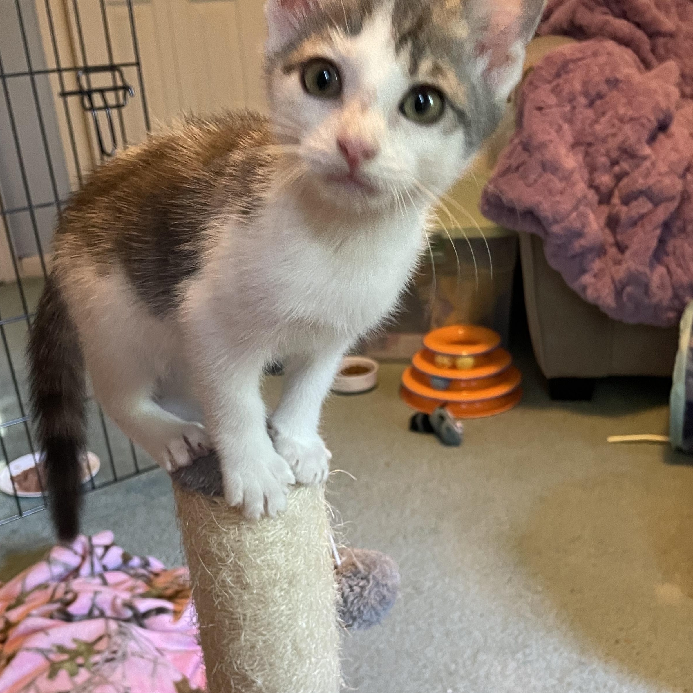 Enlarge Snickers, a Adopted American Shorthair in Norton, MA image 2/3