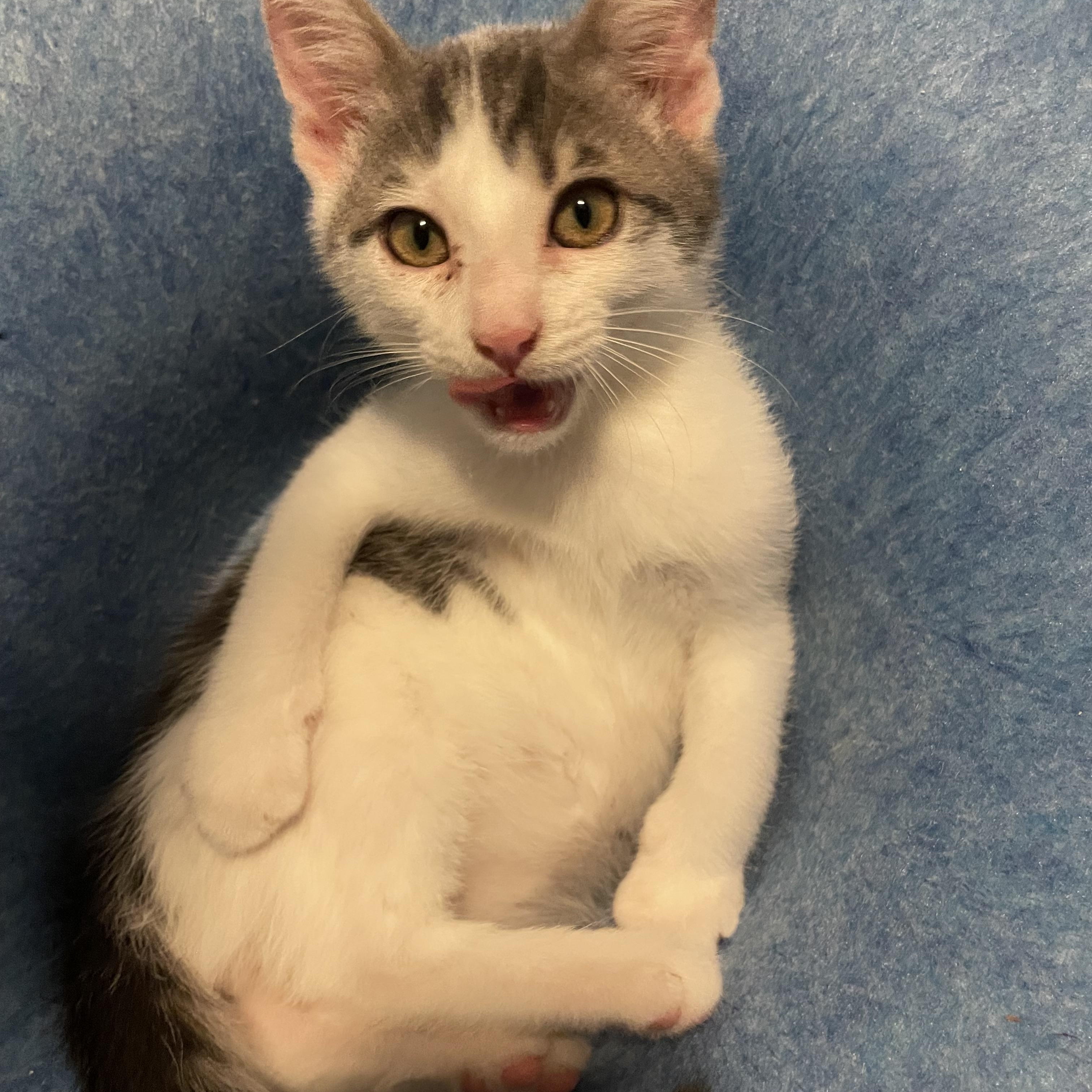 Enlarge Snickers, a Adopted American Shorthair in Norton, MA image 1/3