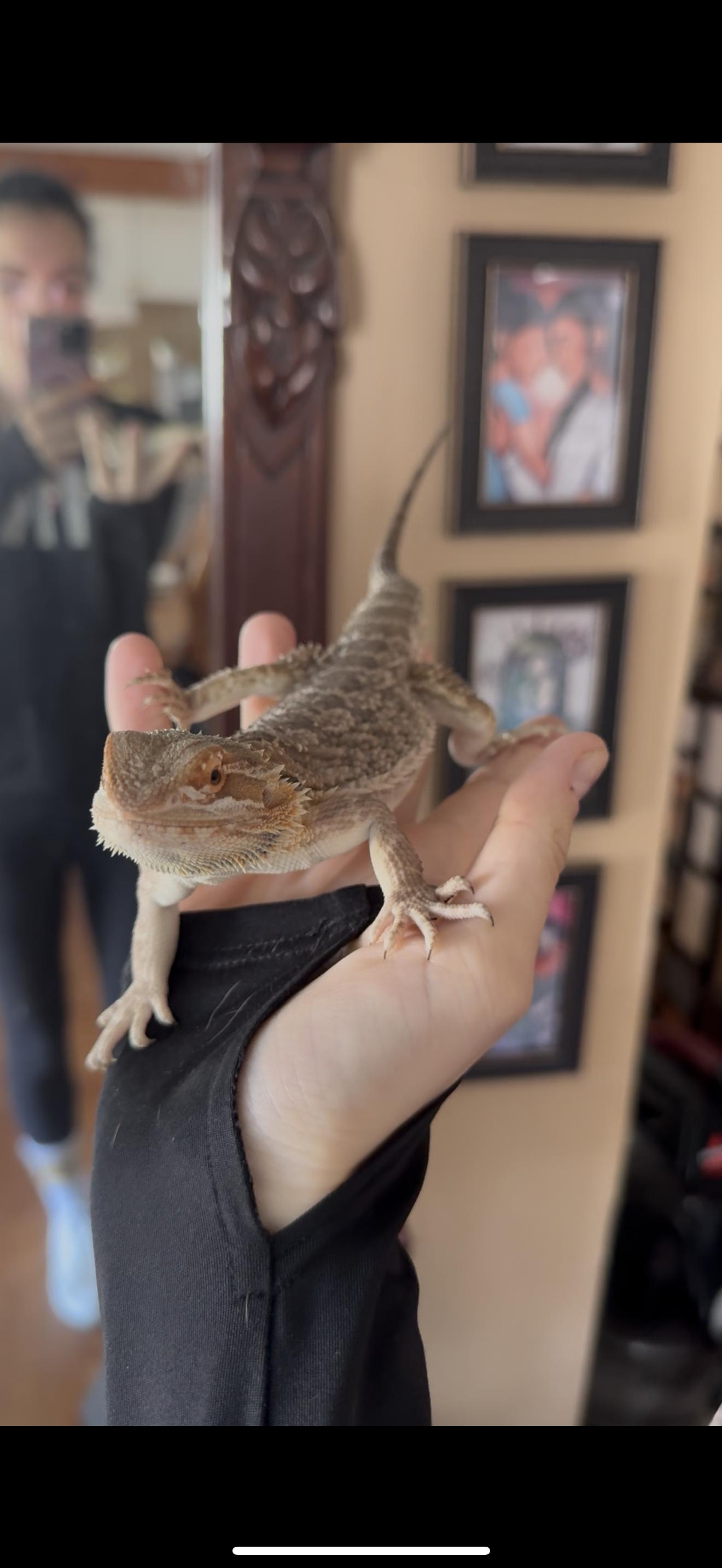 Enlarge Pedro, a Adopted Bearded Dragon in JACKSON, NJ image 1/3