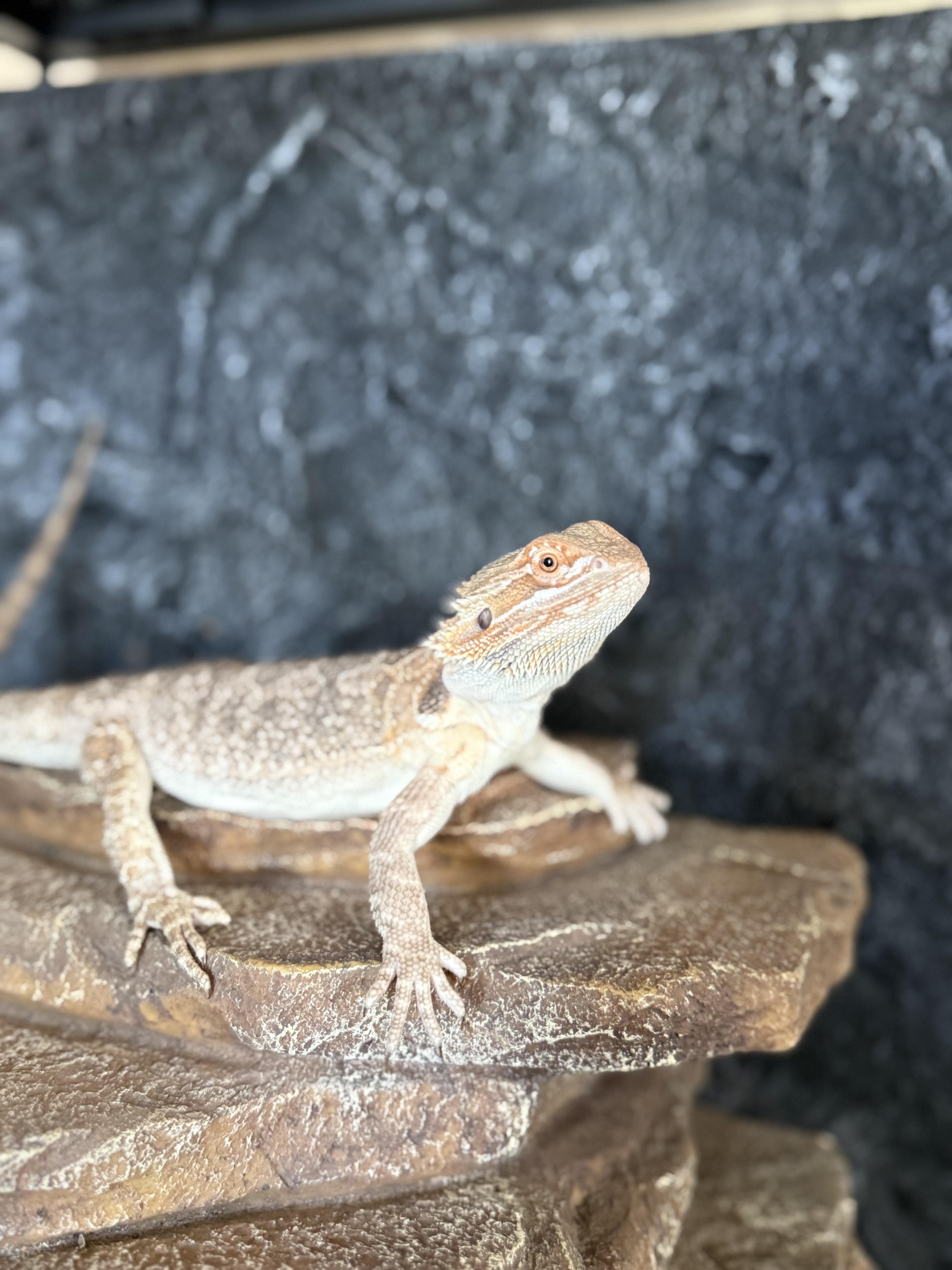 Enlarge Pedro, a Adopted Bearded Dragon in JACKSON, NJ image 2/3