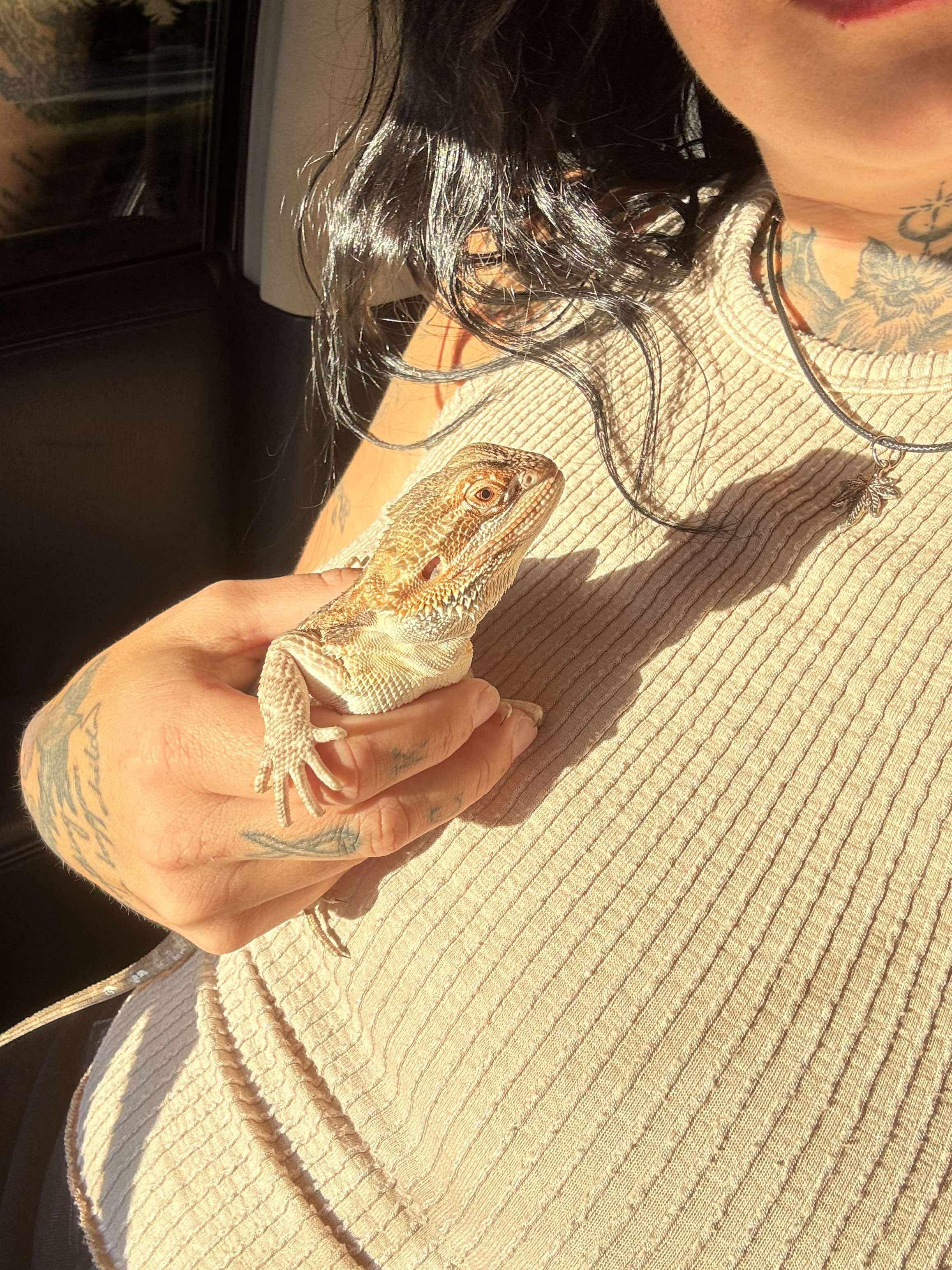 Enlarge Pedro, a Adopted Bearded Dragon in JACKSON, NJ image 3/3