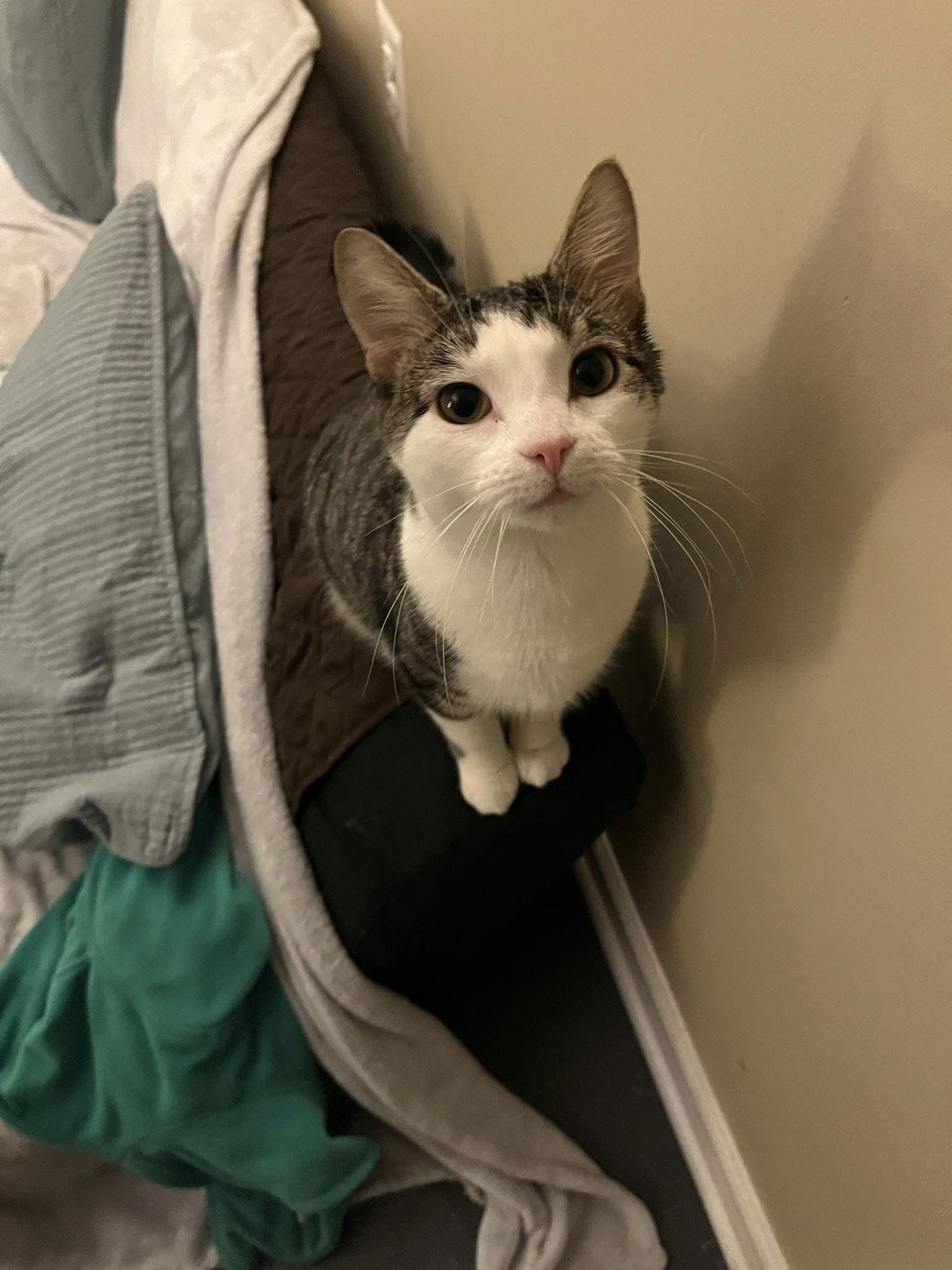 Lovebug 0405, Adoptable, Kitten Female Domestic Short Hair.