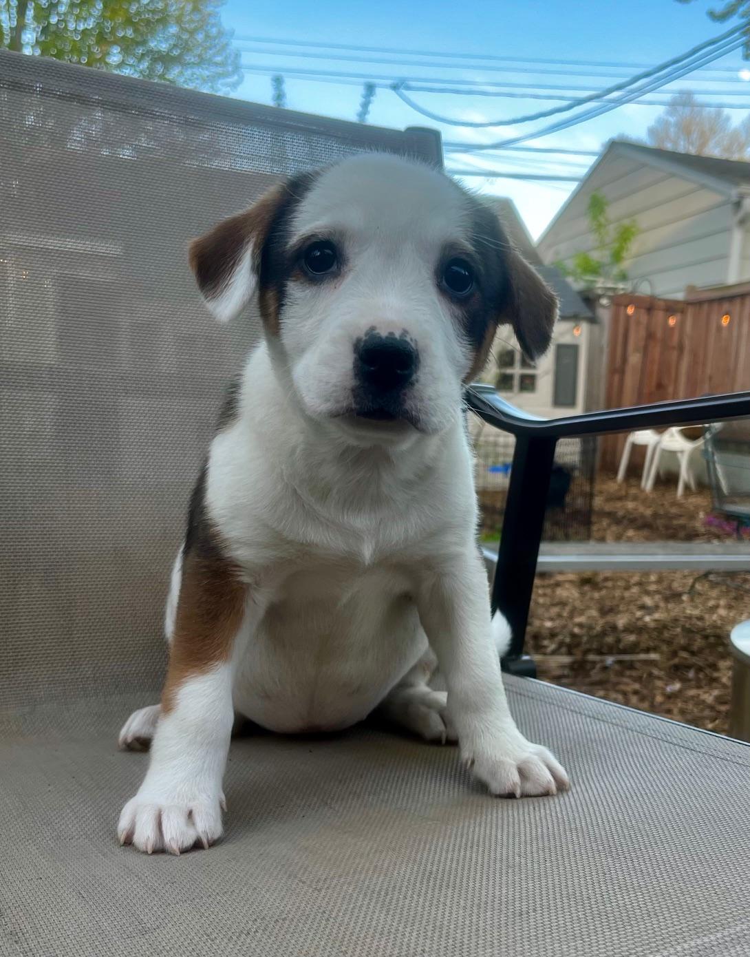 Enlarge Marnie, an adopted mixed breed in Minneapolis, MN image 3/5