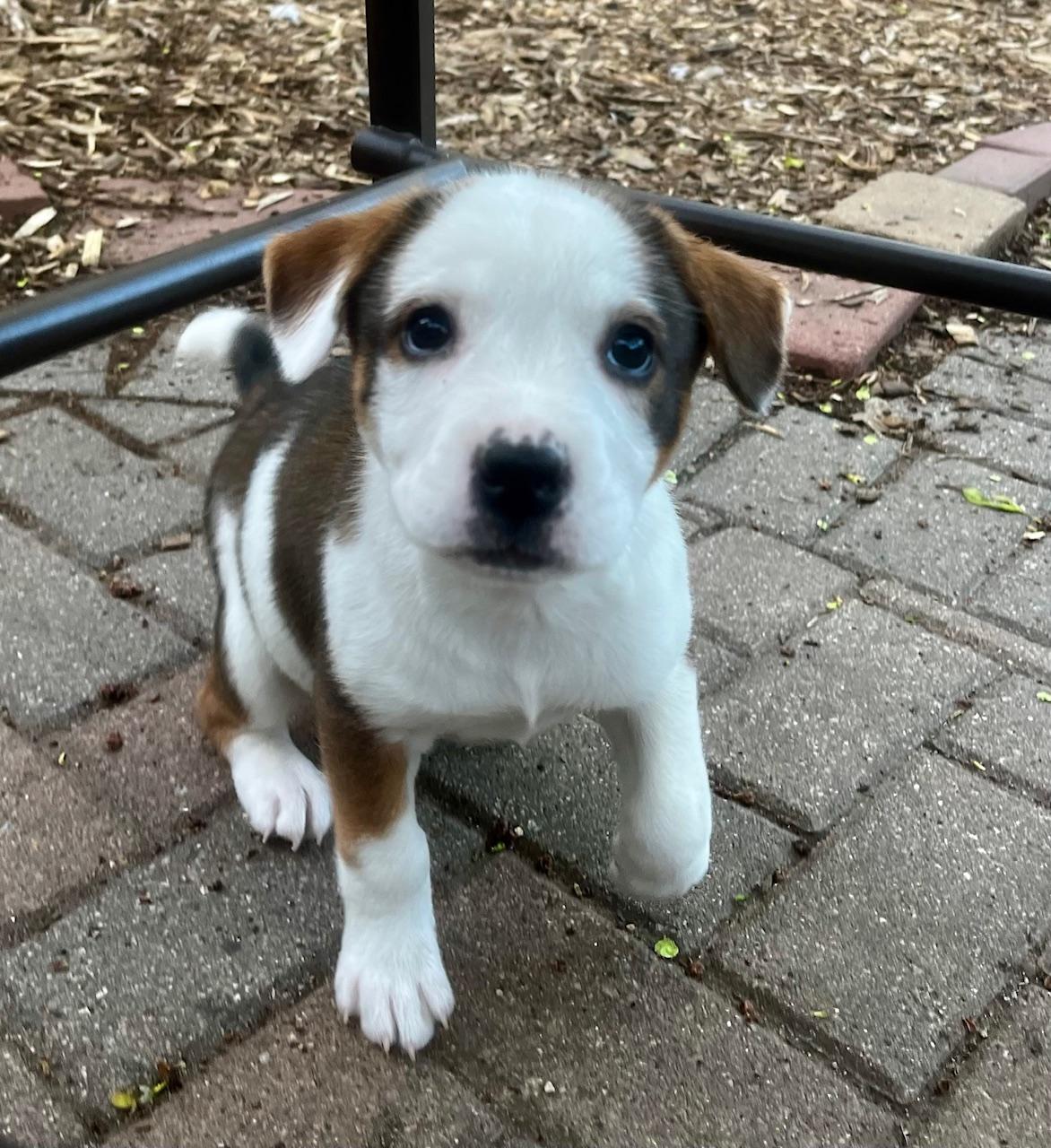 Enlarge Marnie, an adopted mixed breed in Minneapolis, MN image 2/5