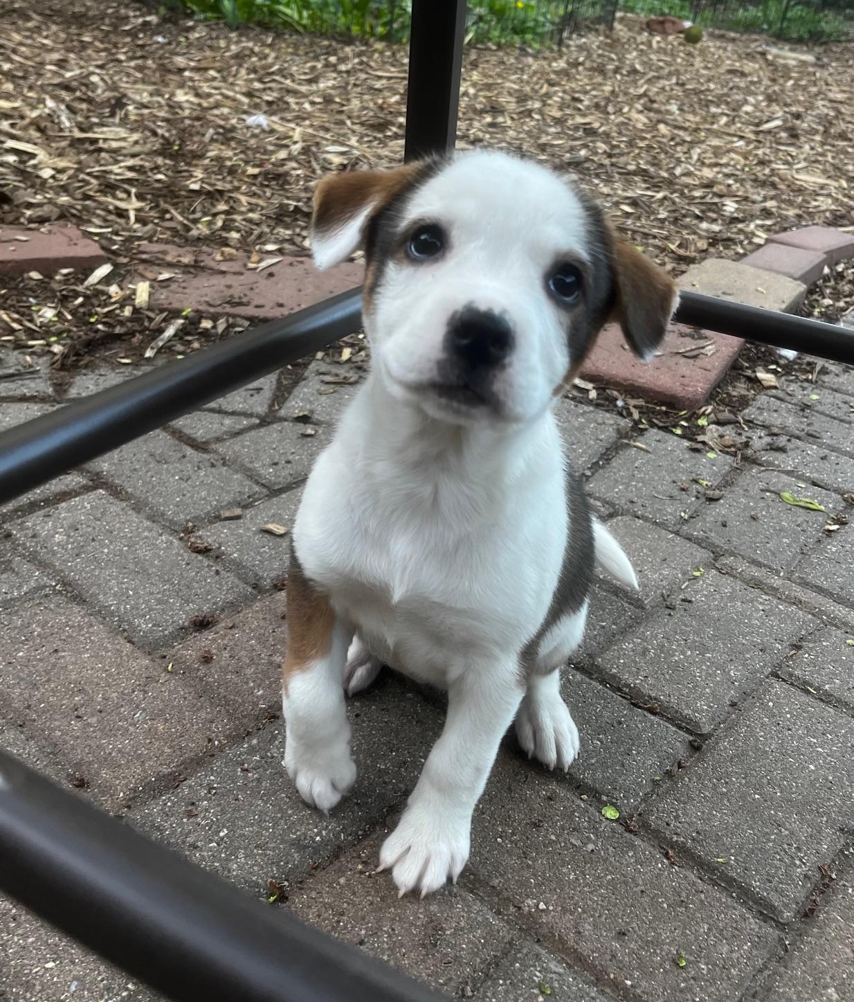 Enlarge Marnie, an adopted mixed breed in Minneapolis, MN image 1/5