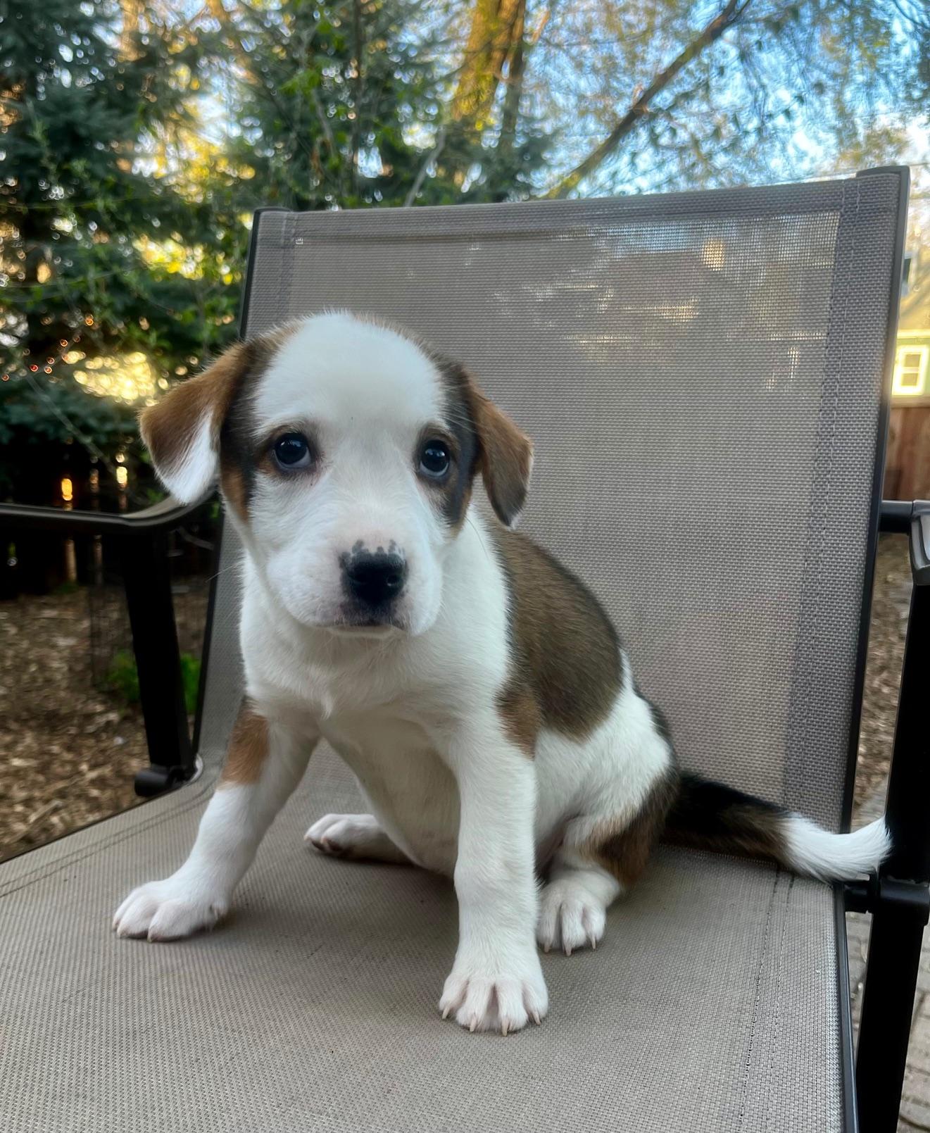 Enlarge Marnie, an adopted mixed breed in Minneapolis, MN image 5/5